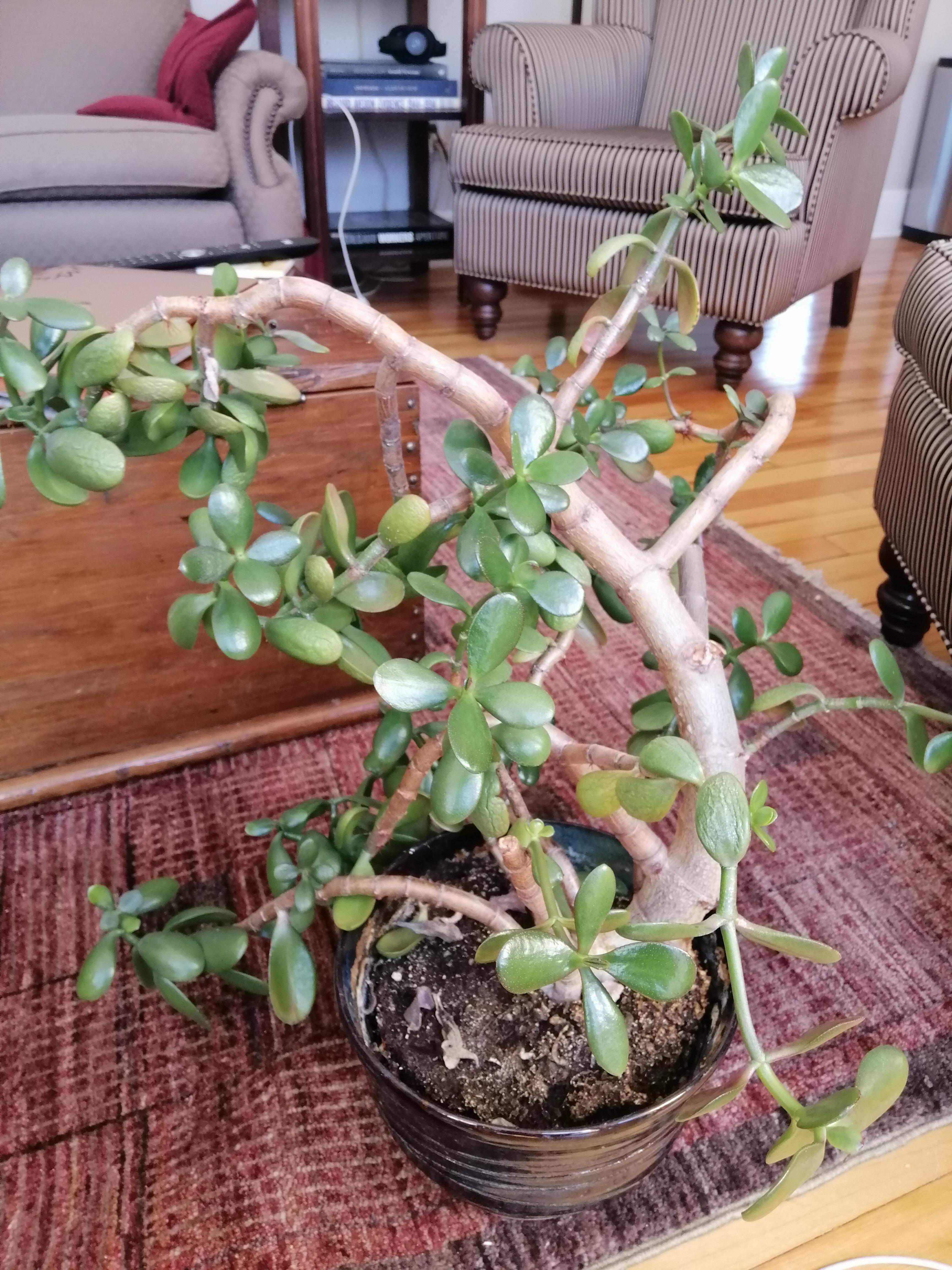 Rescued a jade from my mom's office, what can I do to help