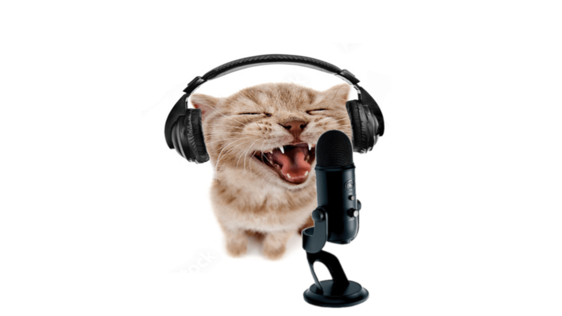 Rapping cat meme at 1080p resolution, original stock photo found r