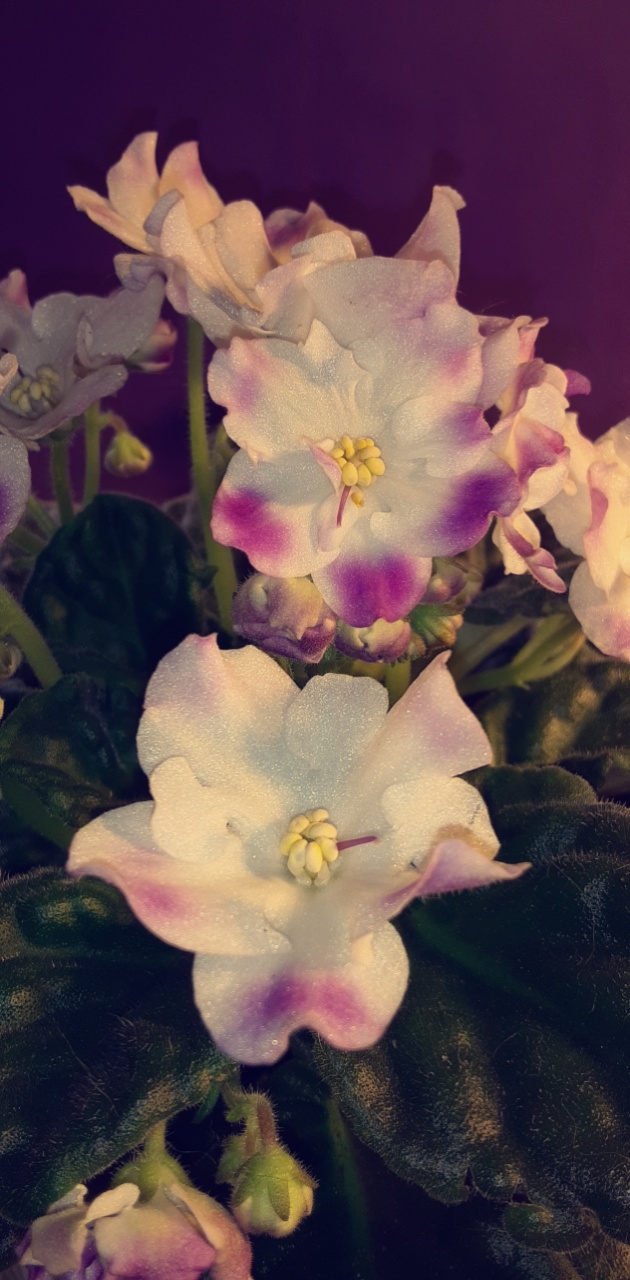 My violet's beautiful rebloom and the first since I've had her 😍 r