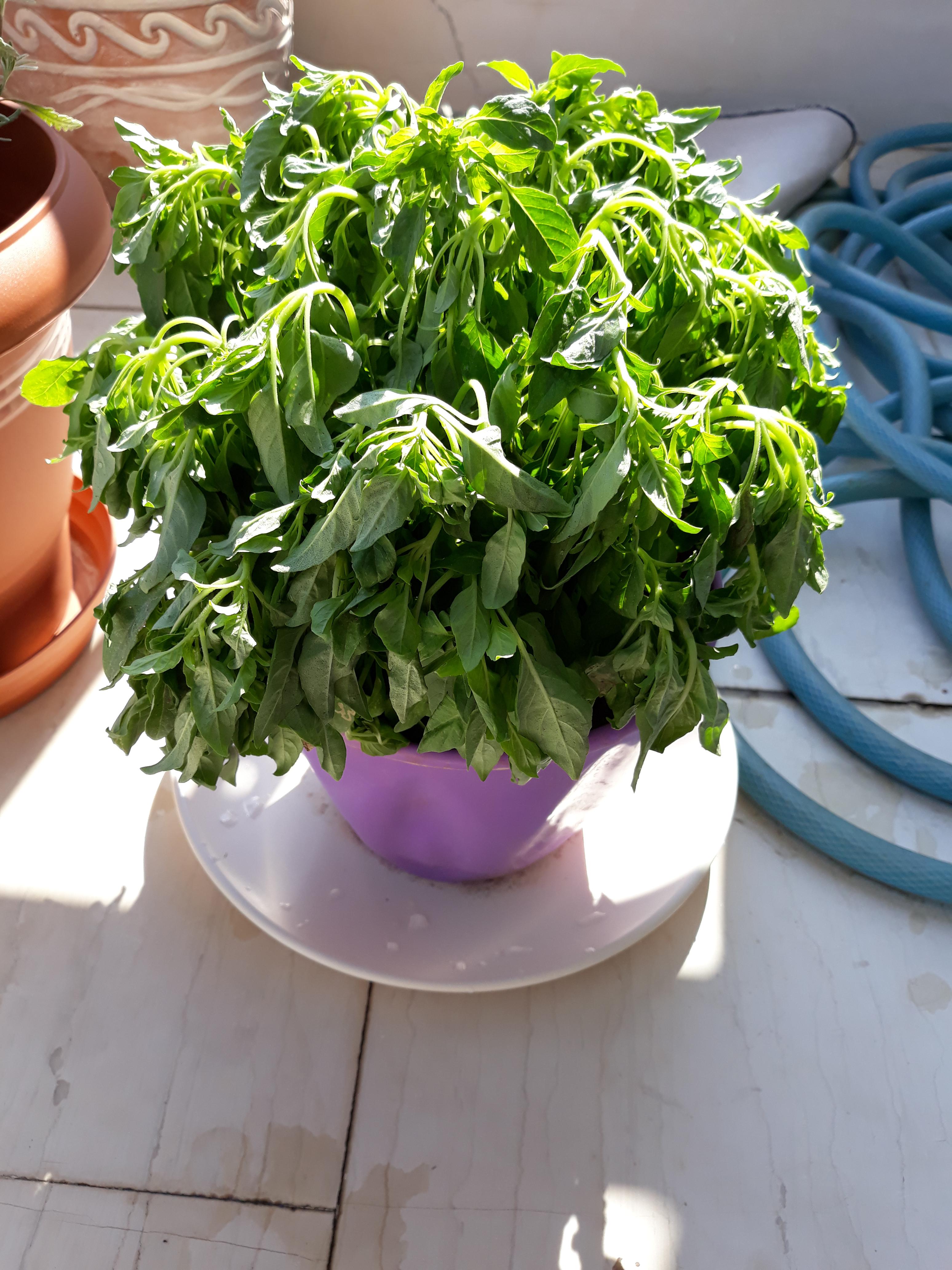 My new basil plant is wilting, help (details in the comments) r/gardening