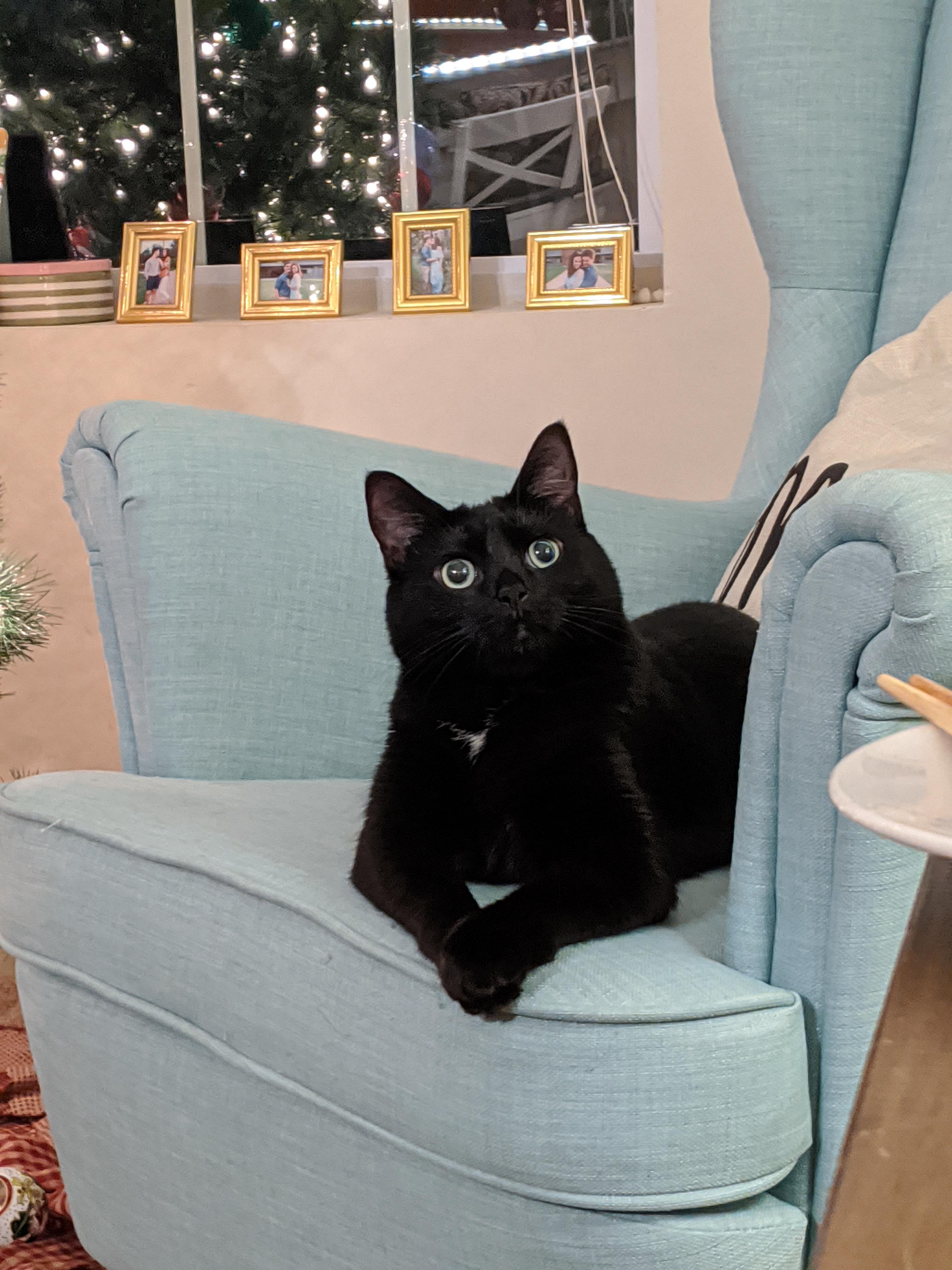 Give me the treats. r/cats