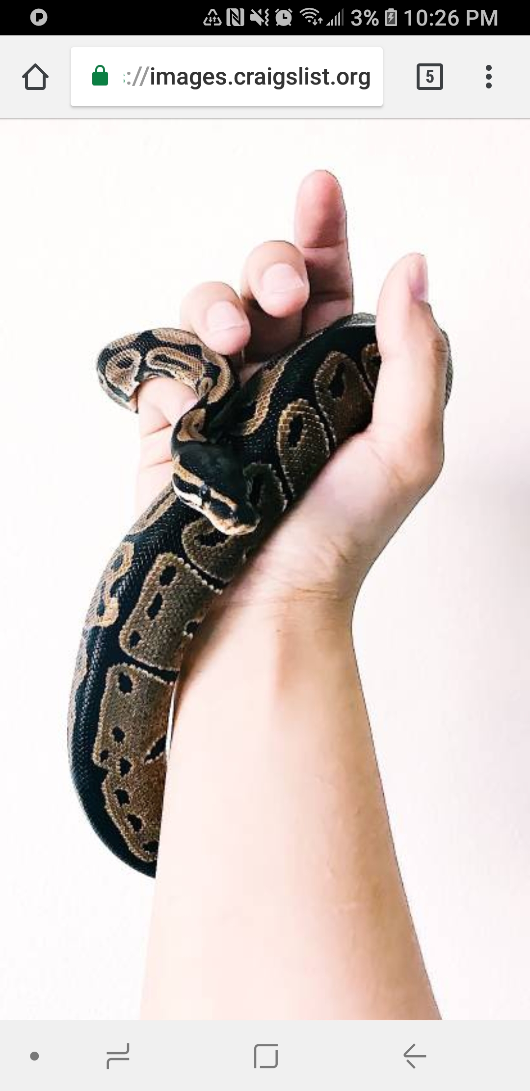 Saw this guy on craigslist and the owner wont tell me what he is. Does anyone here know by