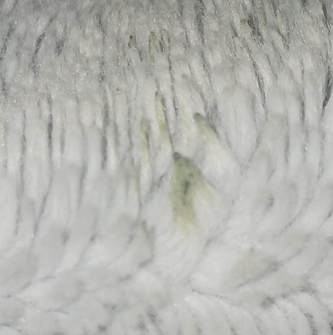 I found a fluffy blanket I've not used in a while and there are green