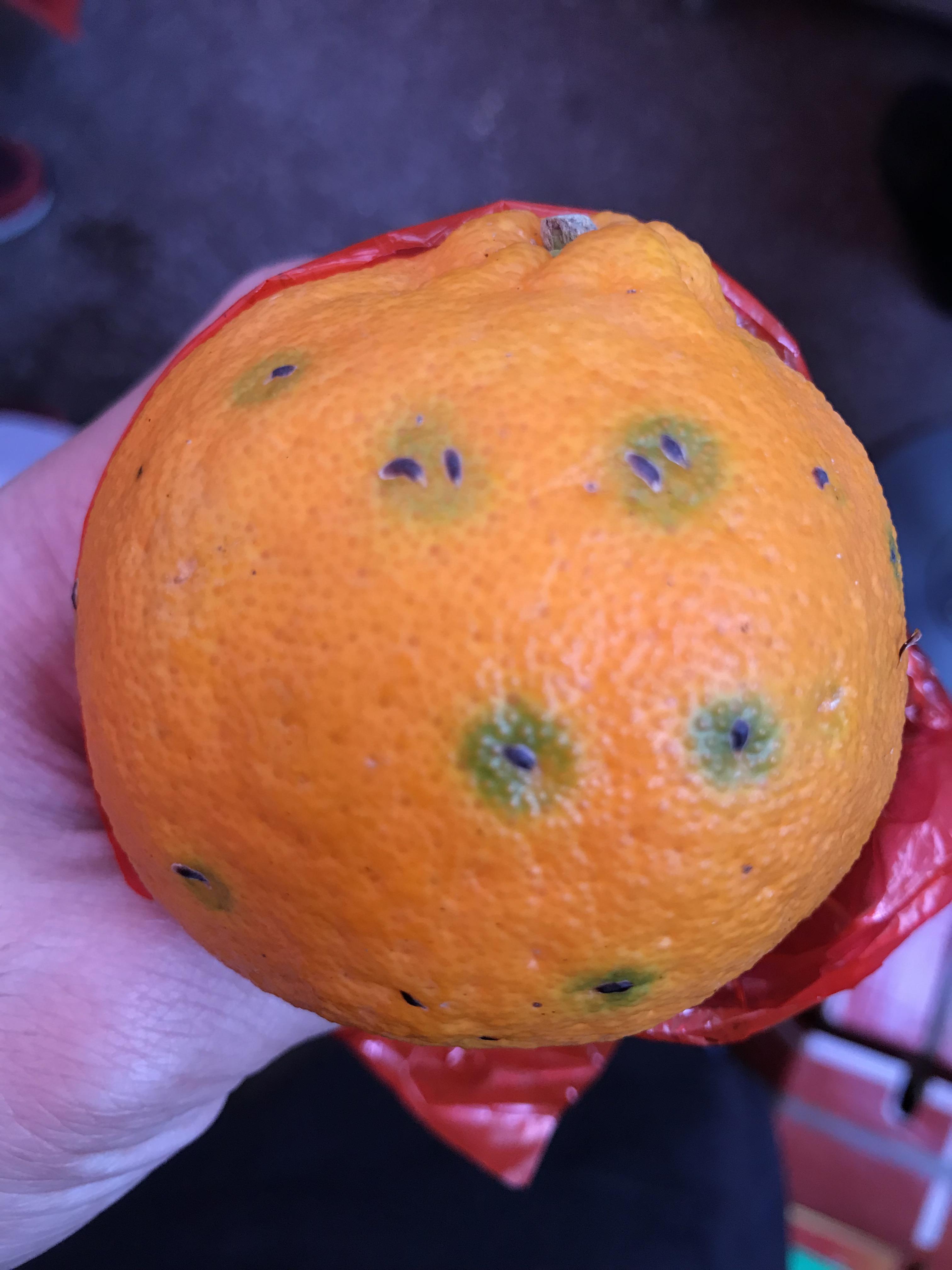 Green spots and purple things on an orange. Does not smell rotten r