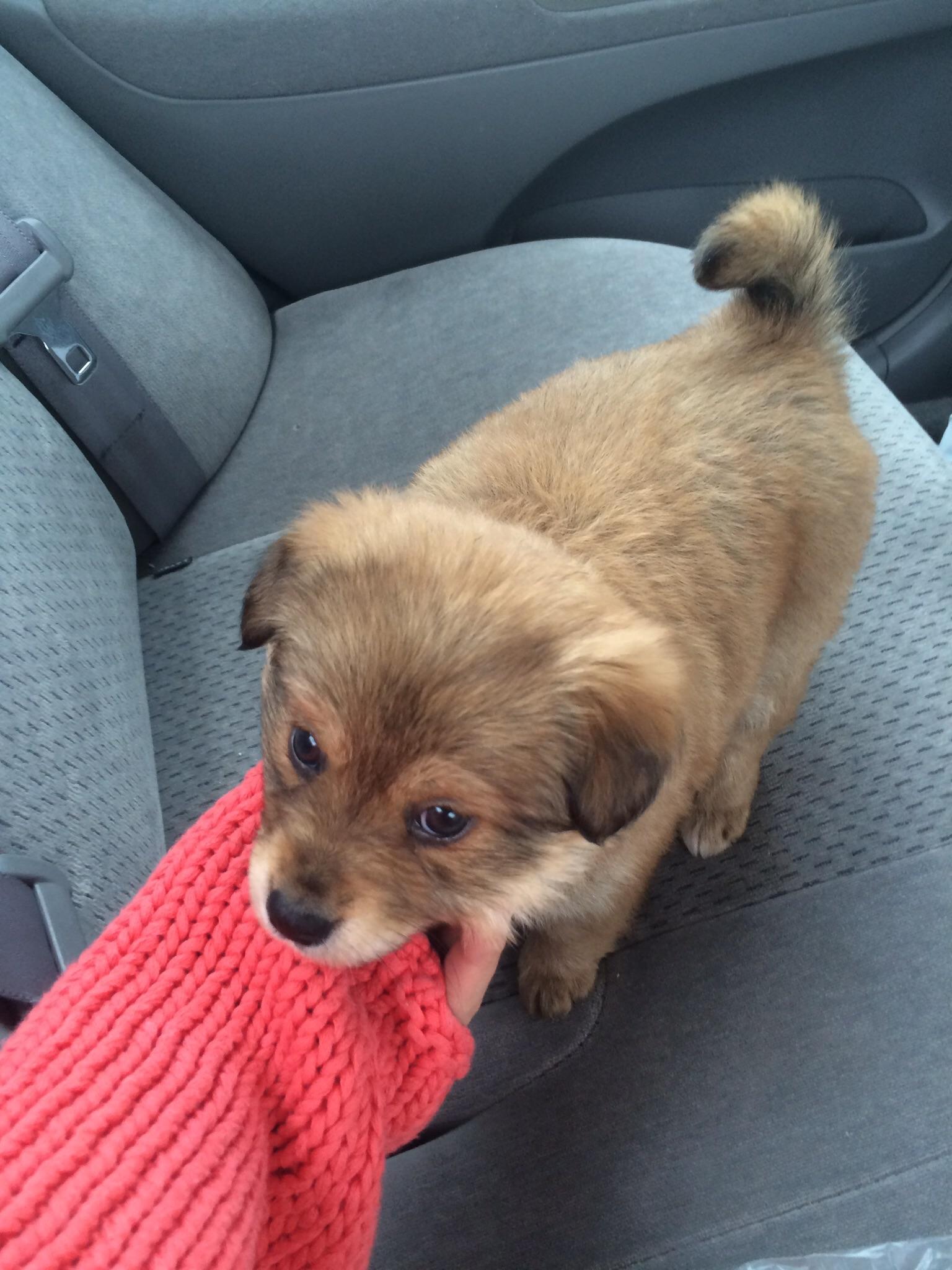 Happiness is a warm puppy on her way home for the first time r/aww