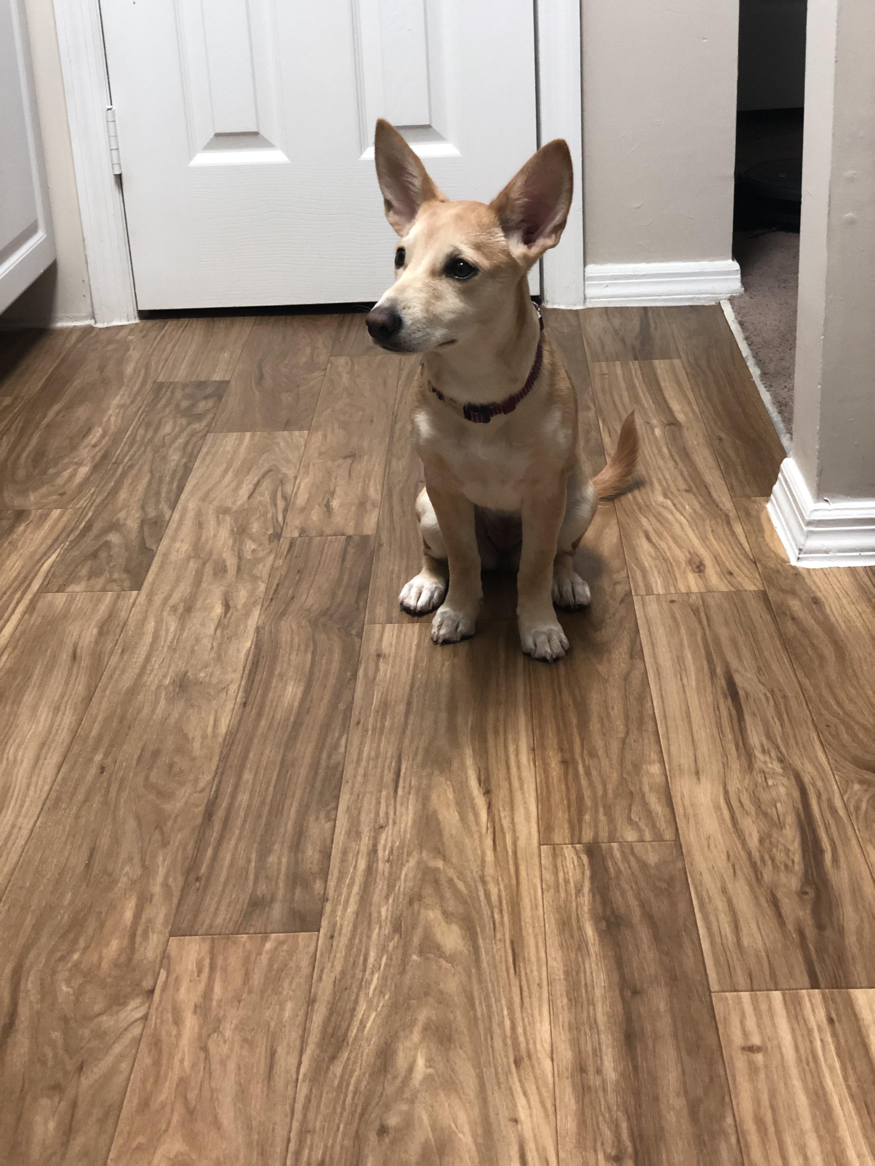 Lil dingo lookin girl r/pics