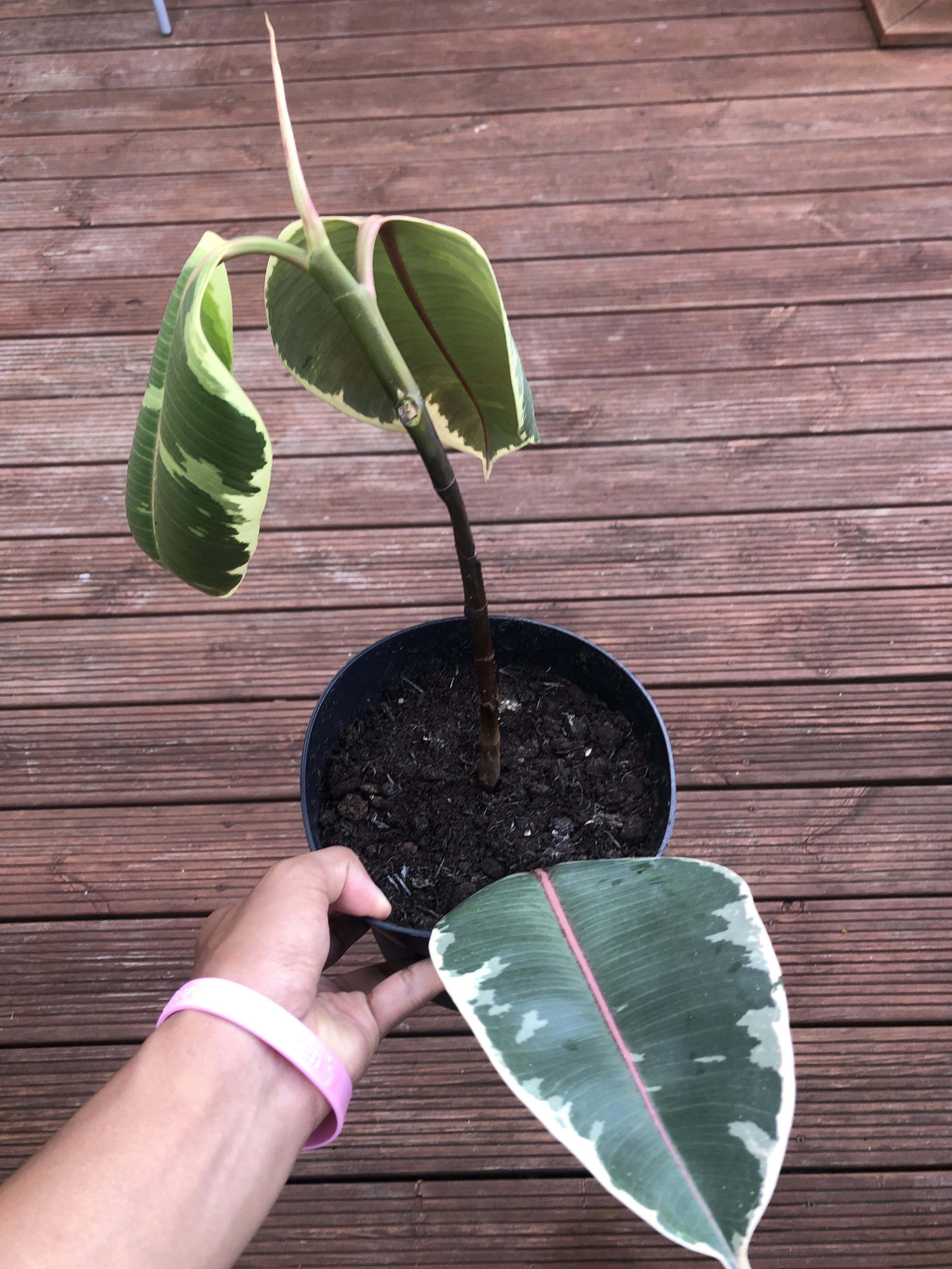 Found a halfdead dead Rubber Plant so I’ve repotted it and changed the