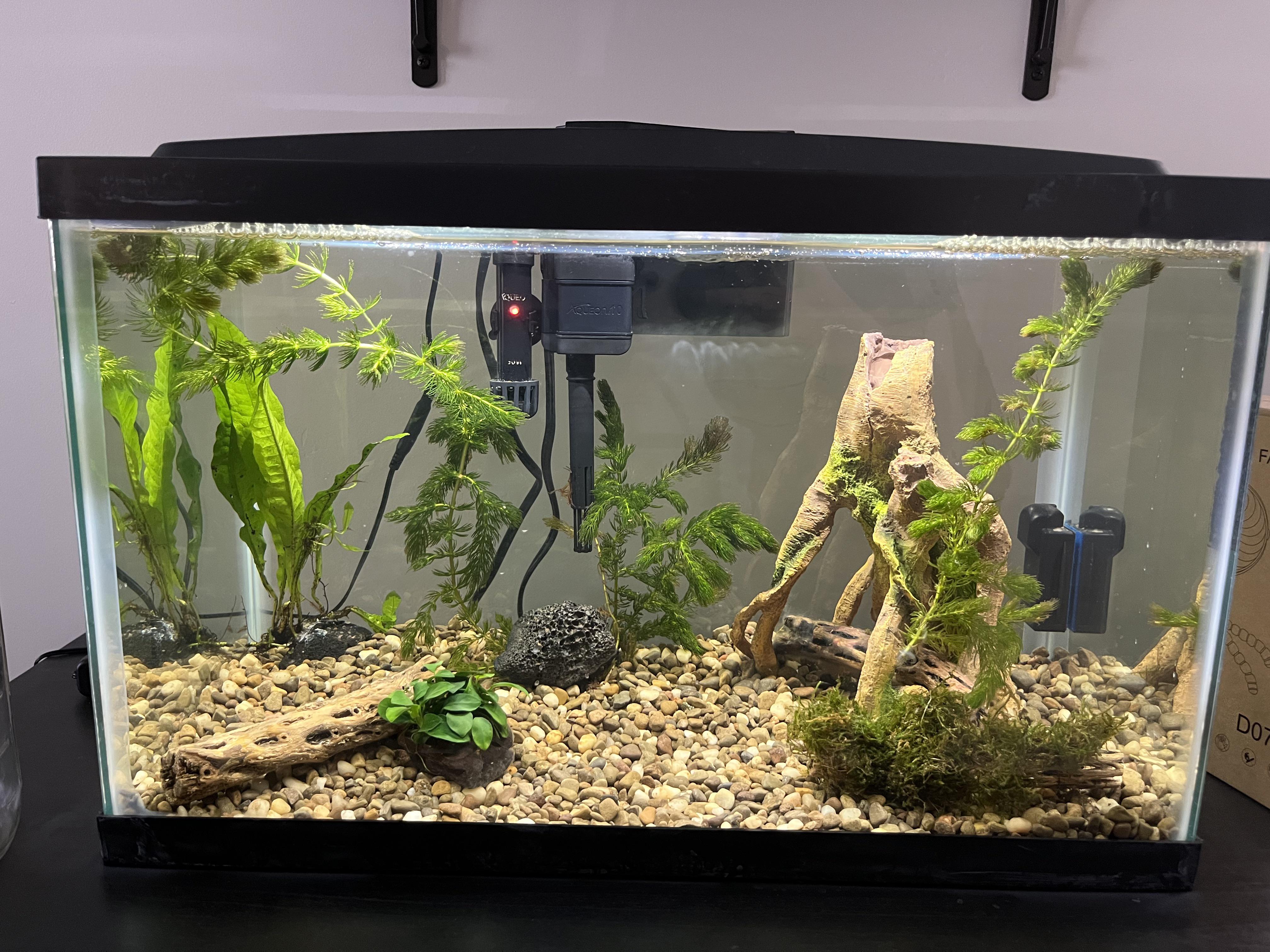 My first tank. Stocking suggestions/advice? Aquariums