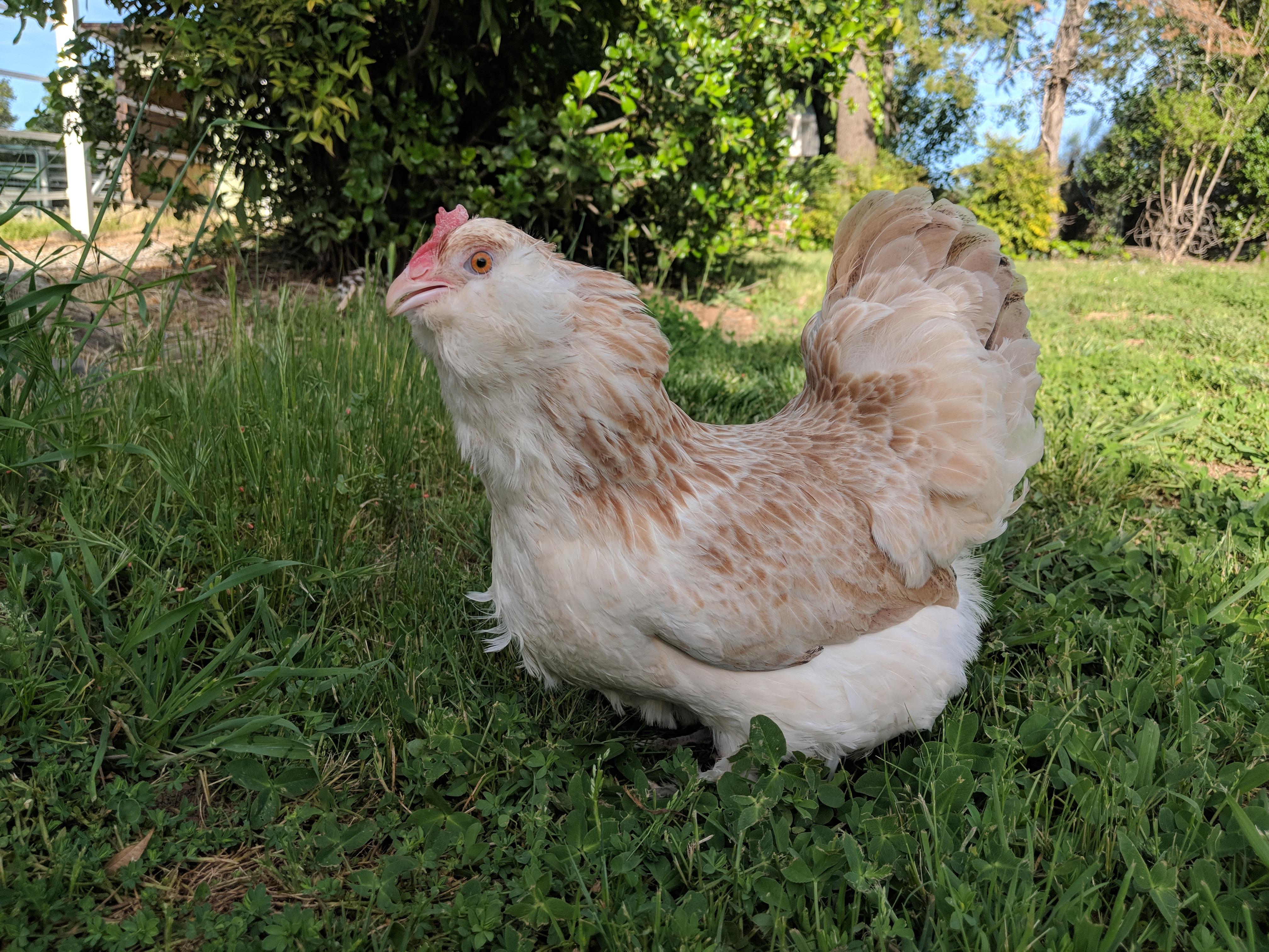 Pepper! My Salmon faverolle baby r/chickens