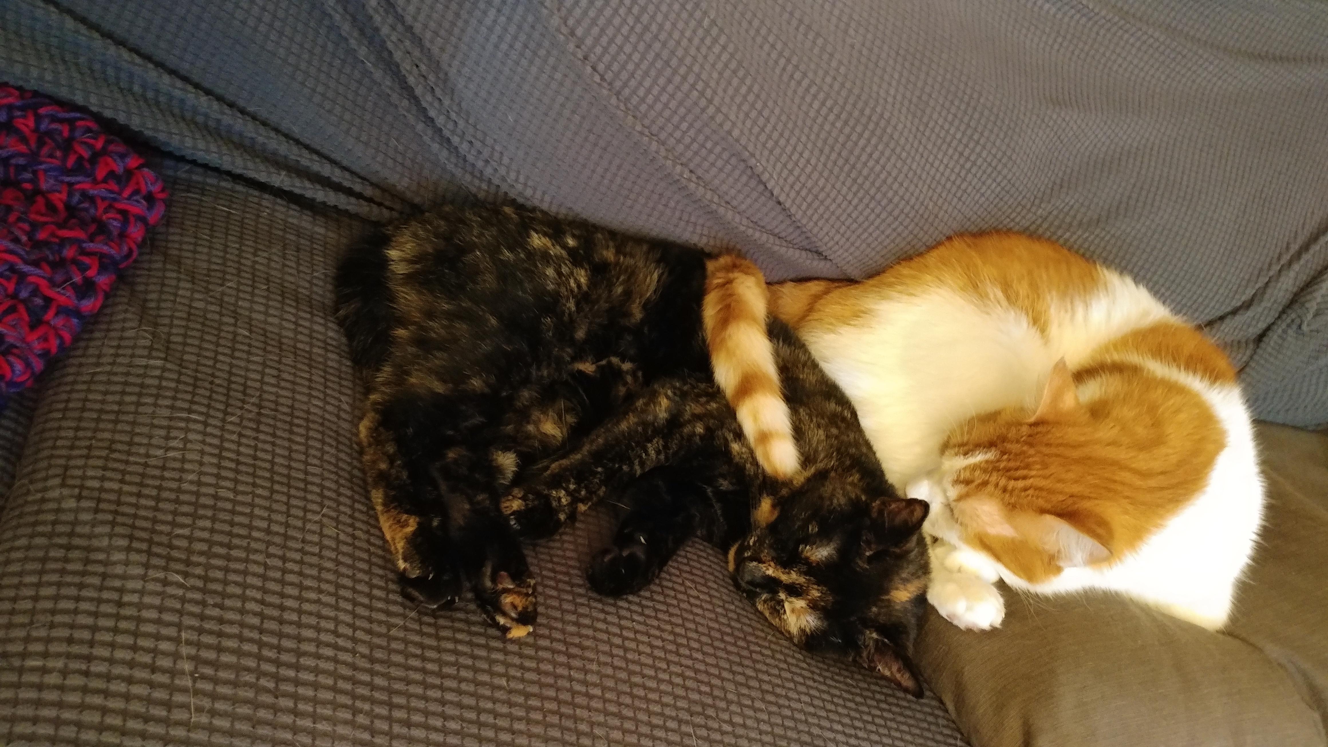 My cats are learning to be snuggly with each other. r/aww