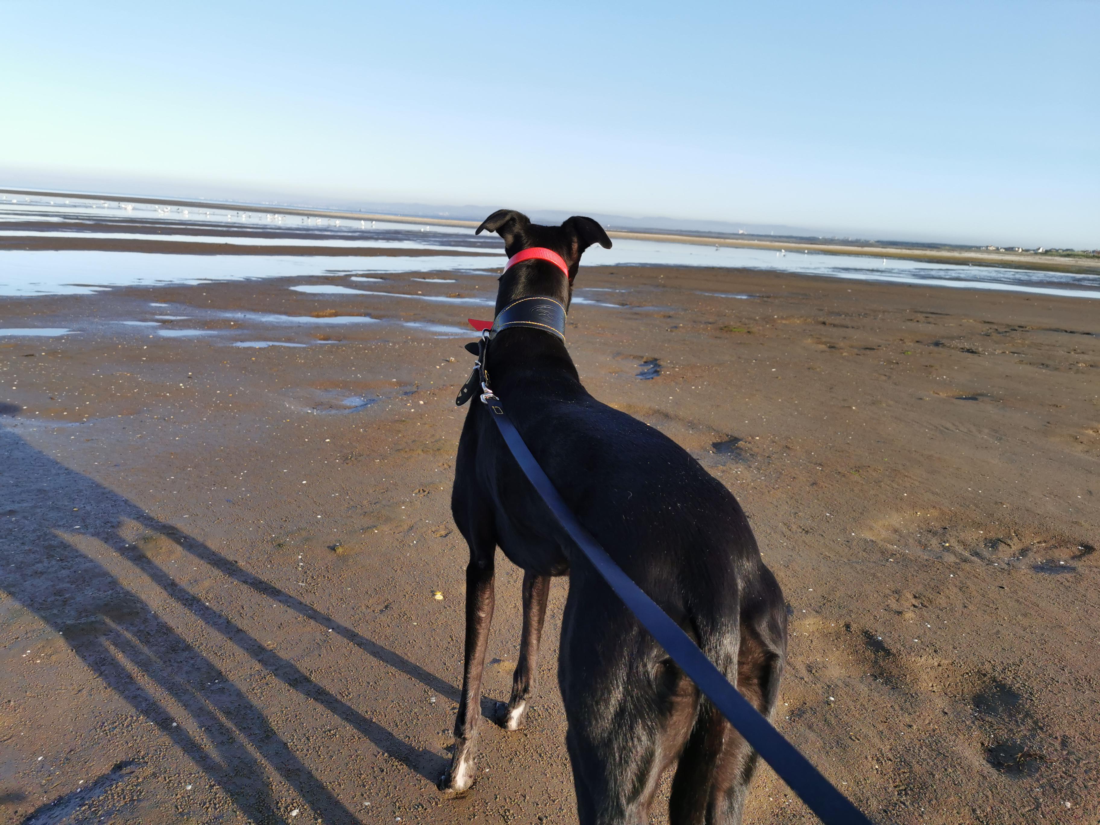 Recovering from a sore paw with a beach walk r/longboyes