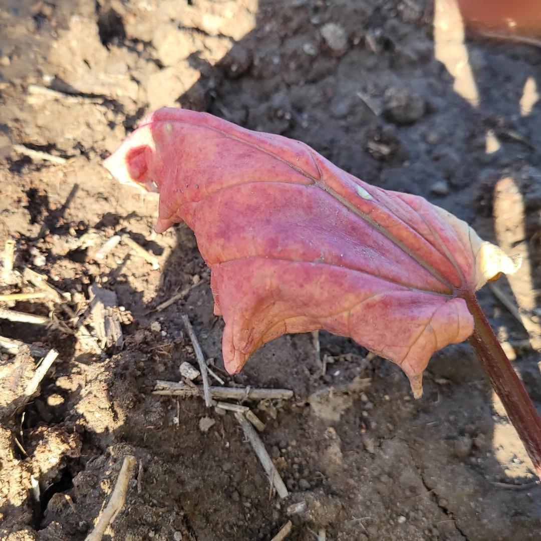Why are the leaves on my rhubarb always turning red?? r/plantclinic