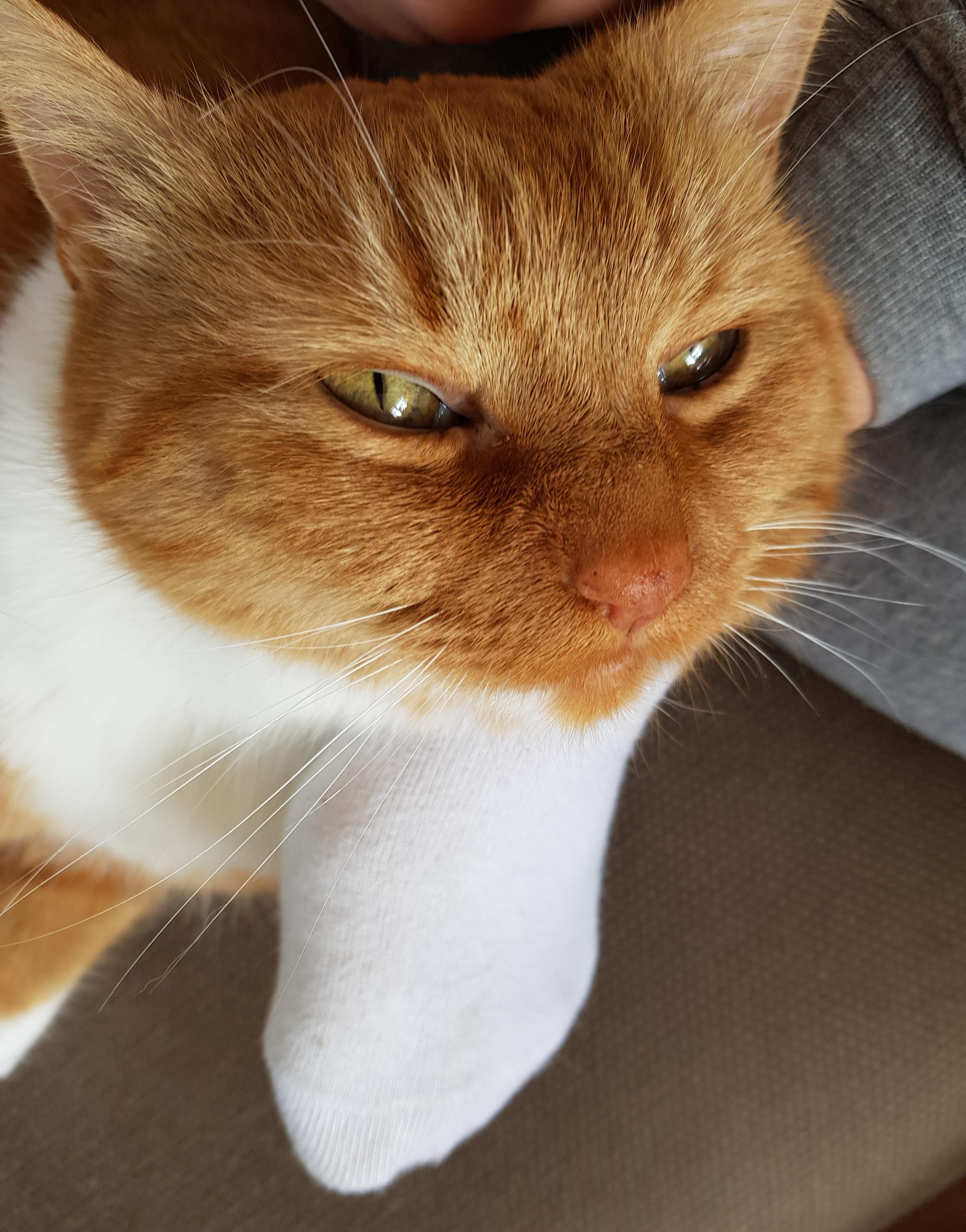 Waffles really appreciates his "footpillow" r/cats