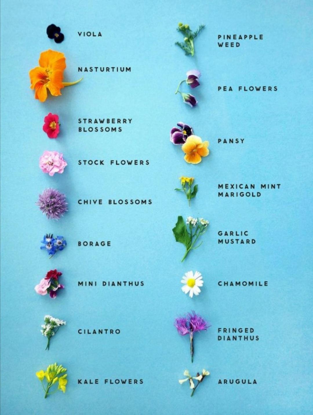 Edible Flowers List