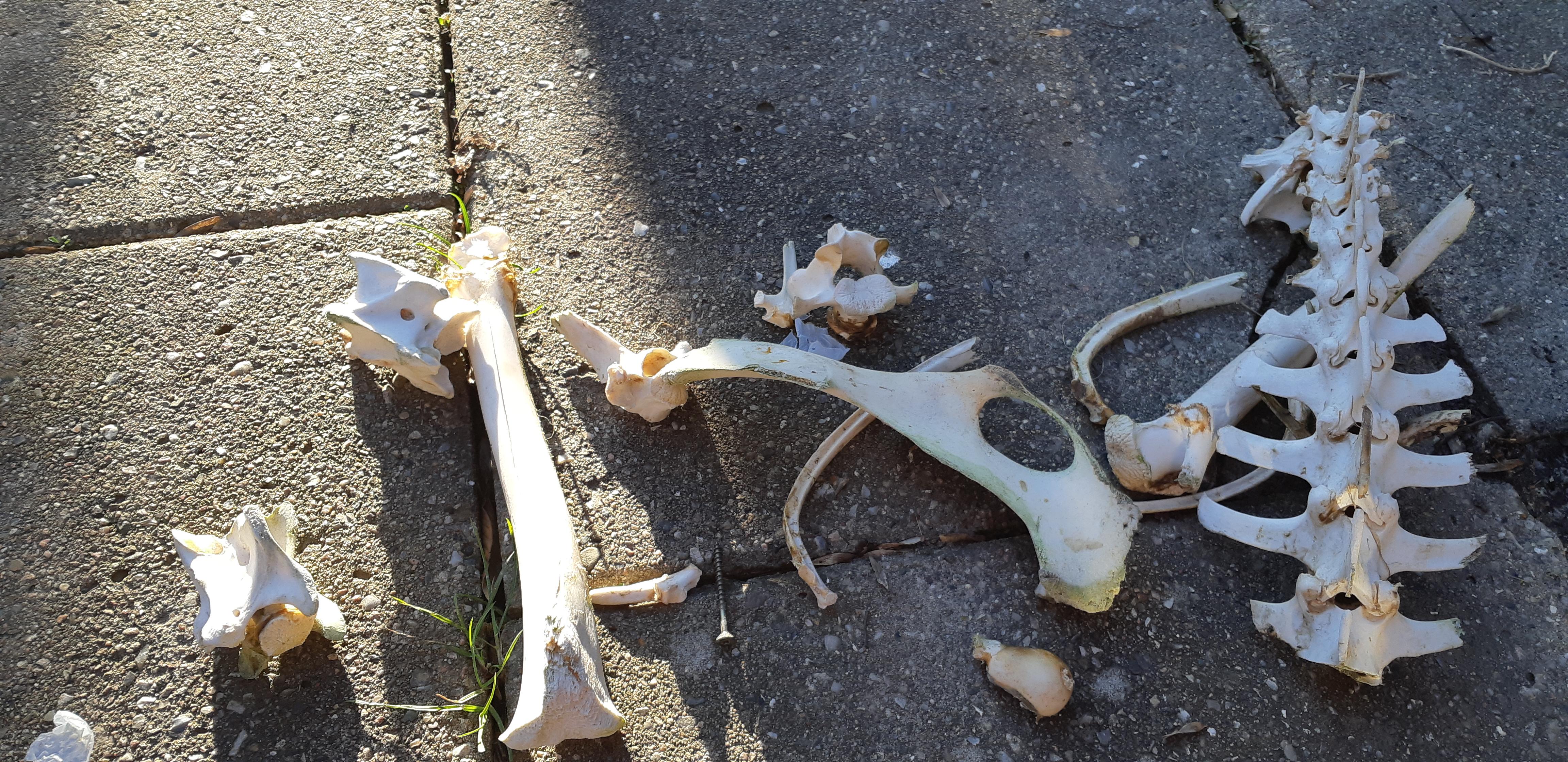 Anyone know what animal these bones come from? r/pics
