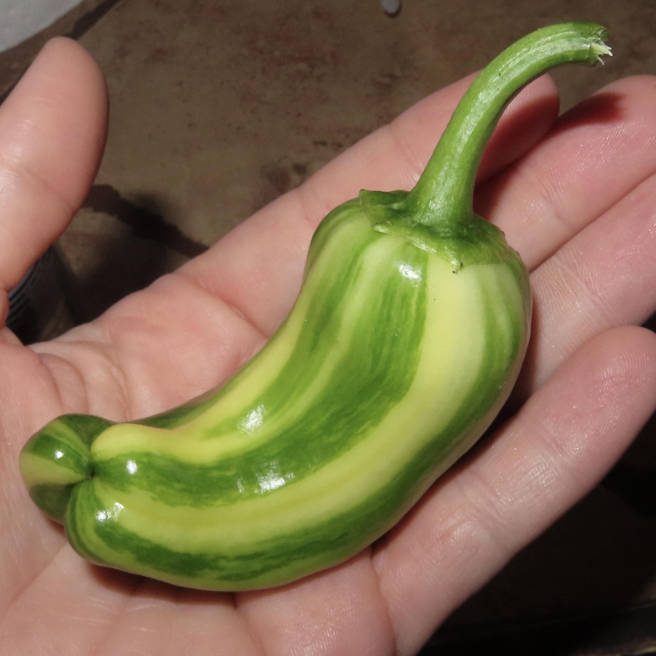 Candy cane hybrid sweet pepper ) r/homestead