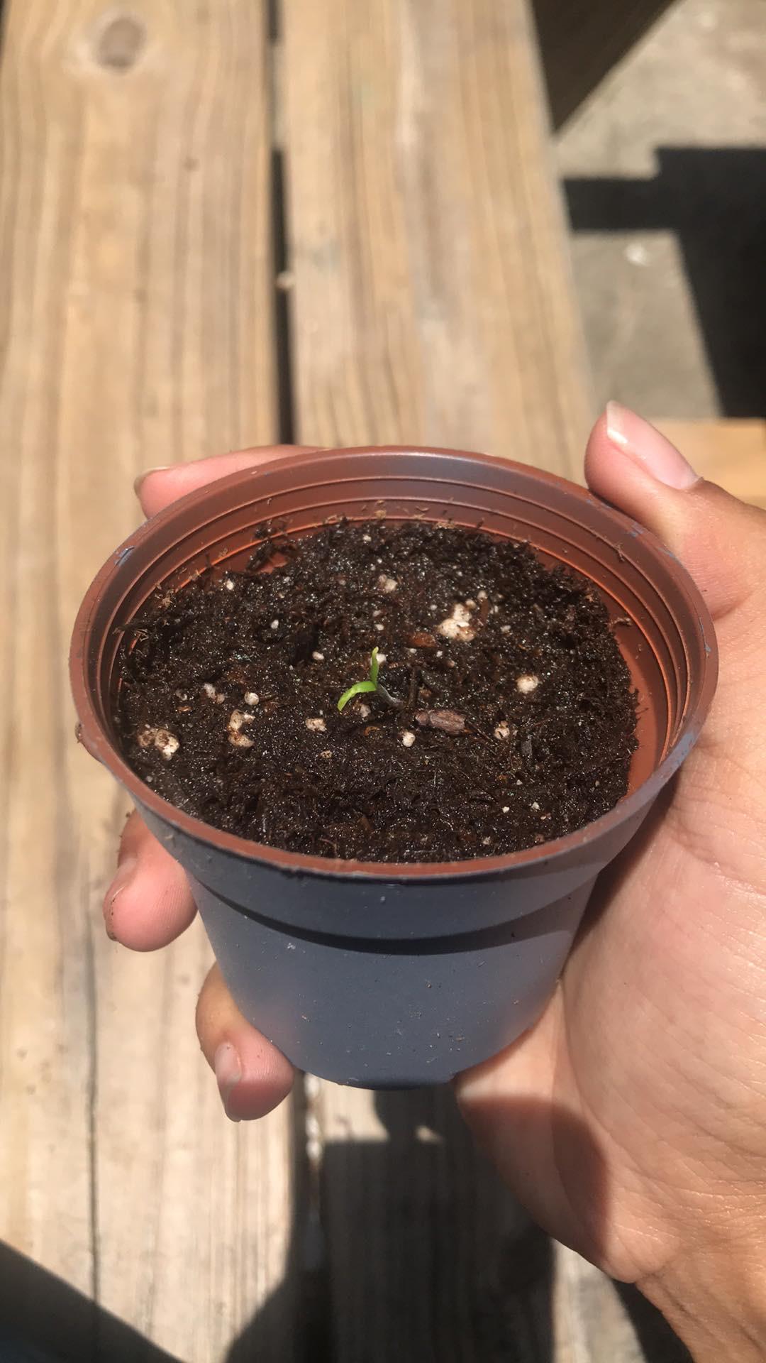 One day after transferring to pot from germinated seed here’s my