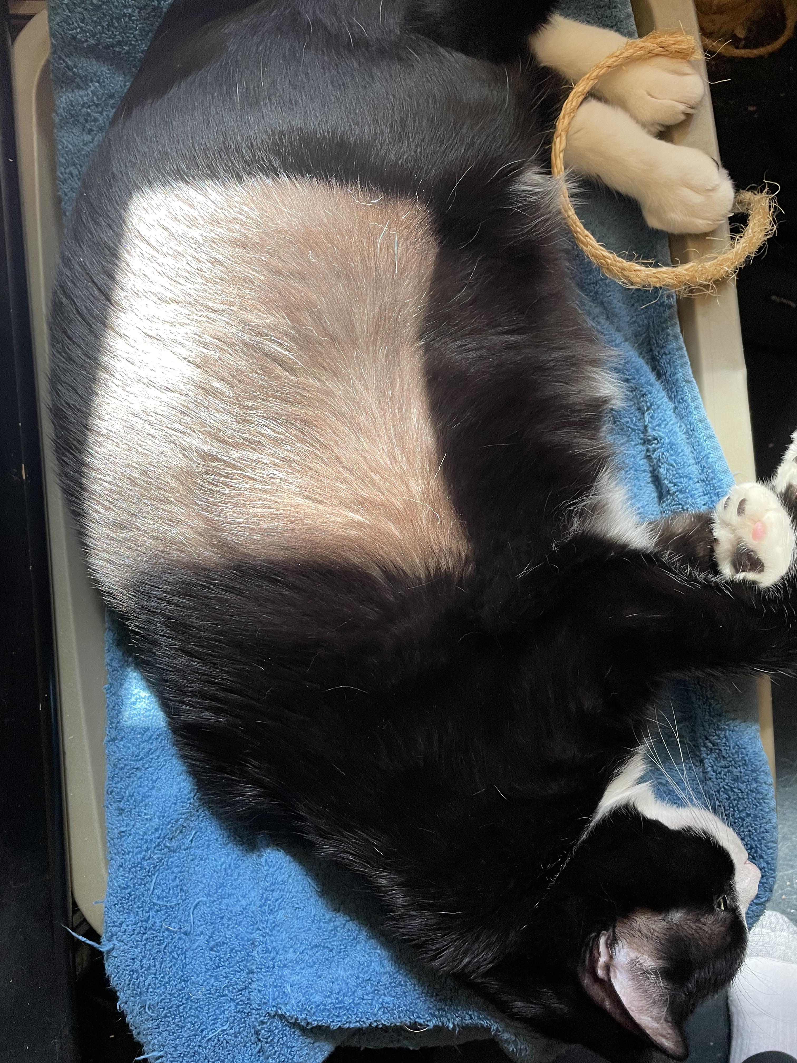 My Tuxedo cat's black fur is so shiny that it looks blonde when he lies