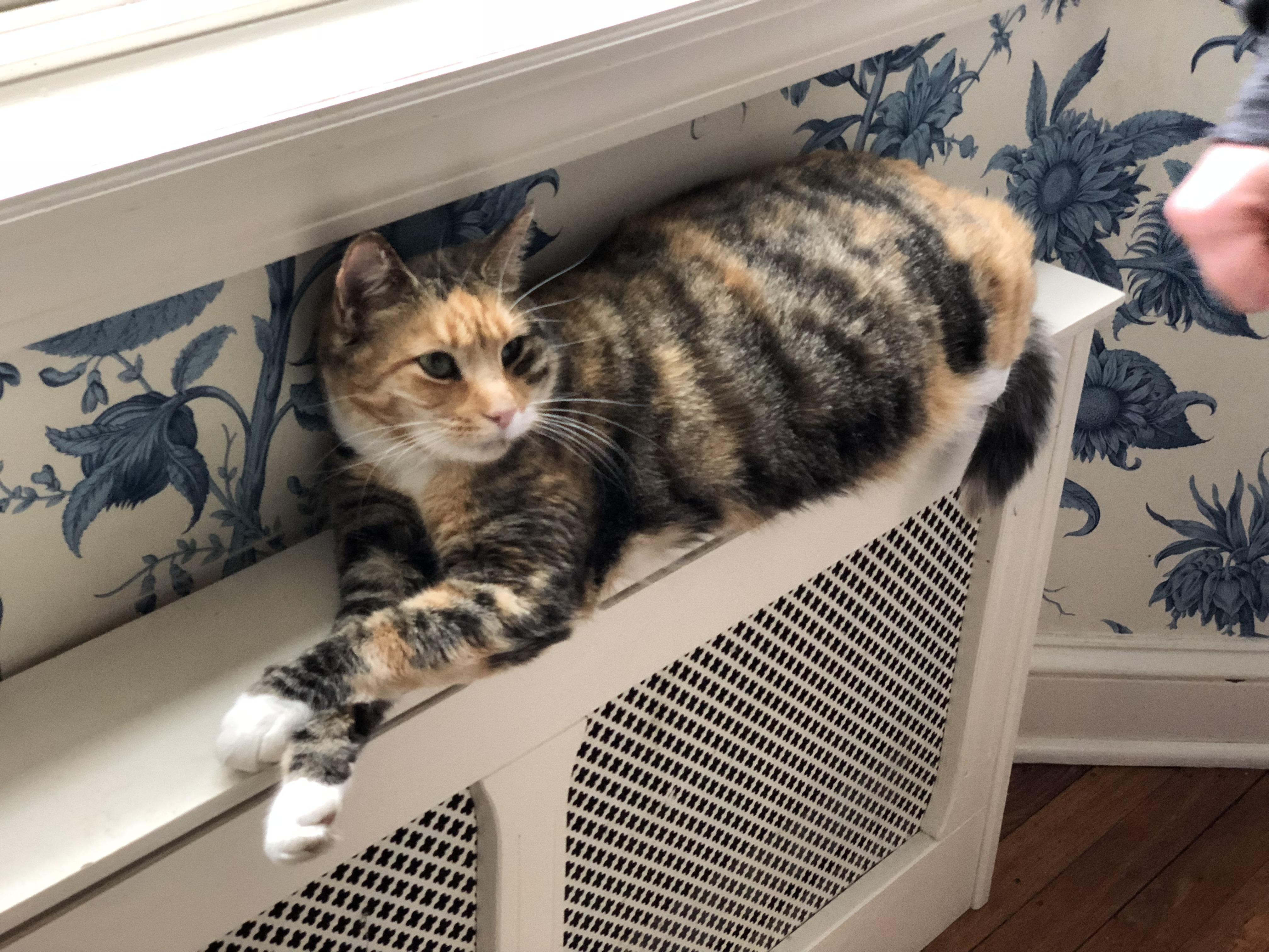 Little one loves the heater r/cats