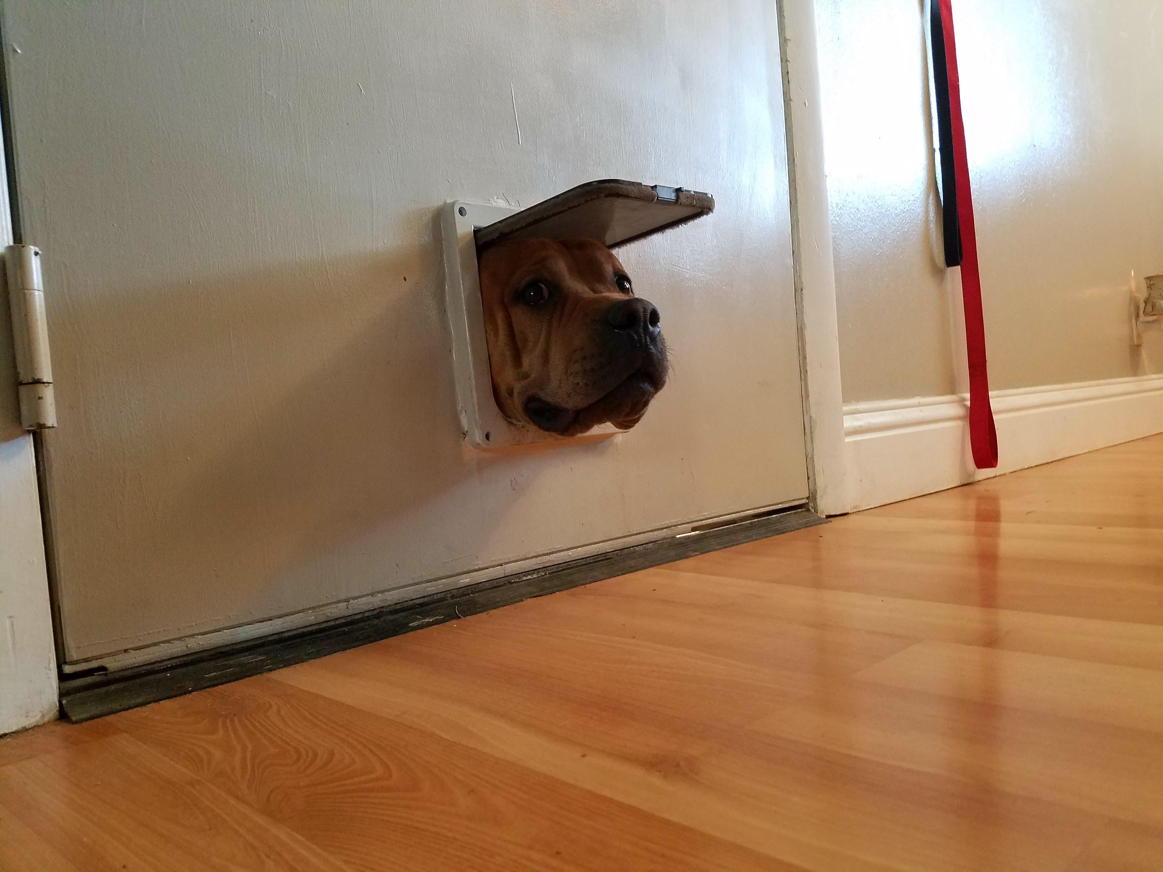 Suprise! r/Mastiff