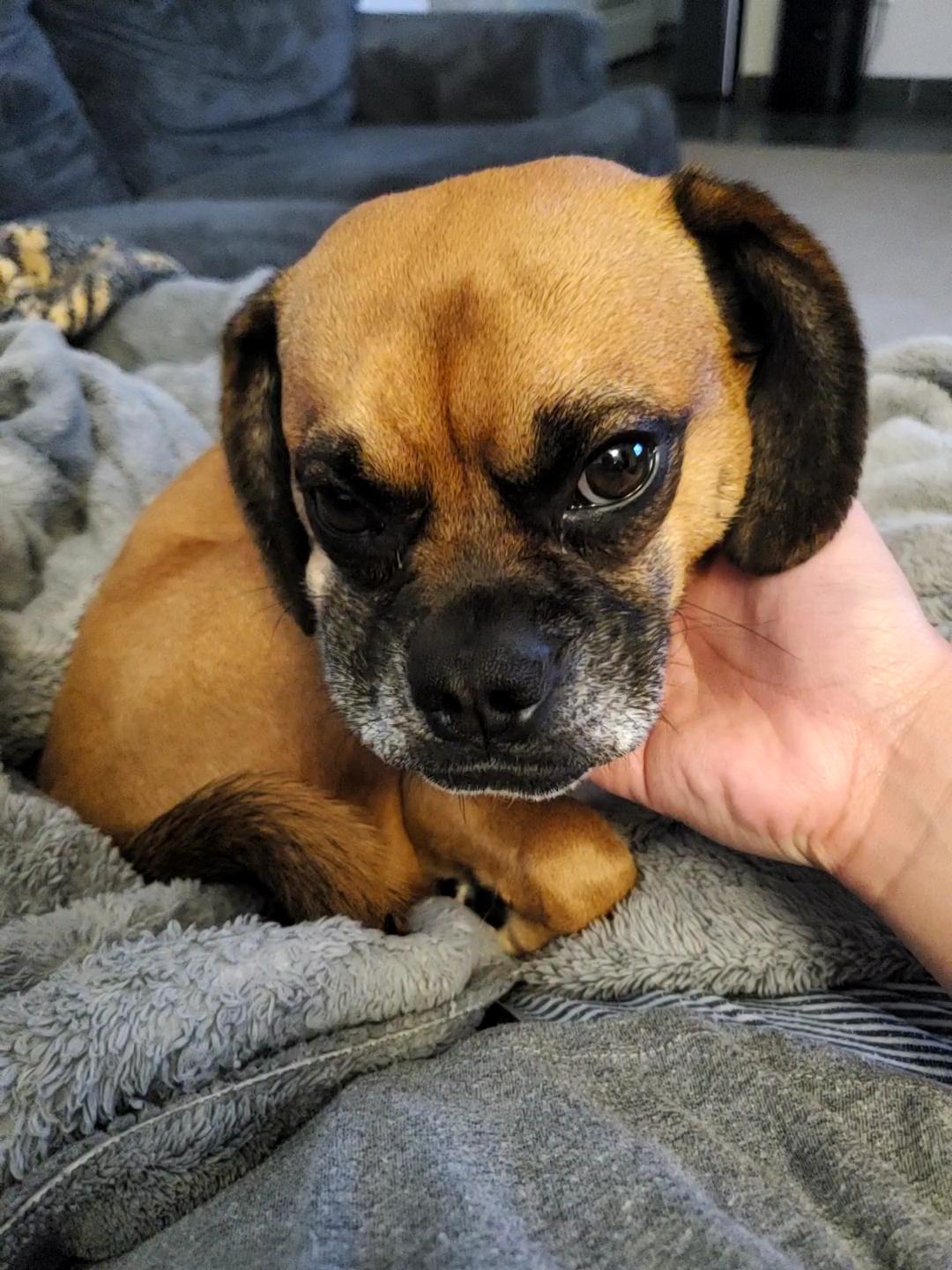 Worlds Greatest Escape Artist r/Puggle