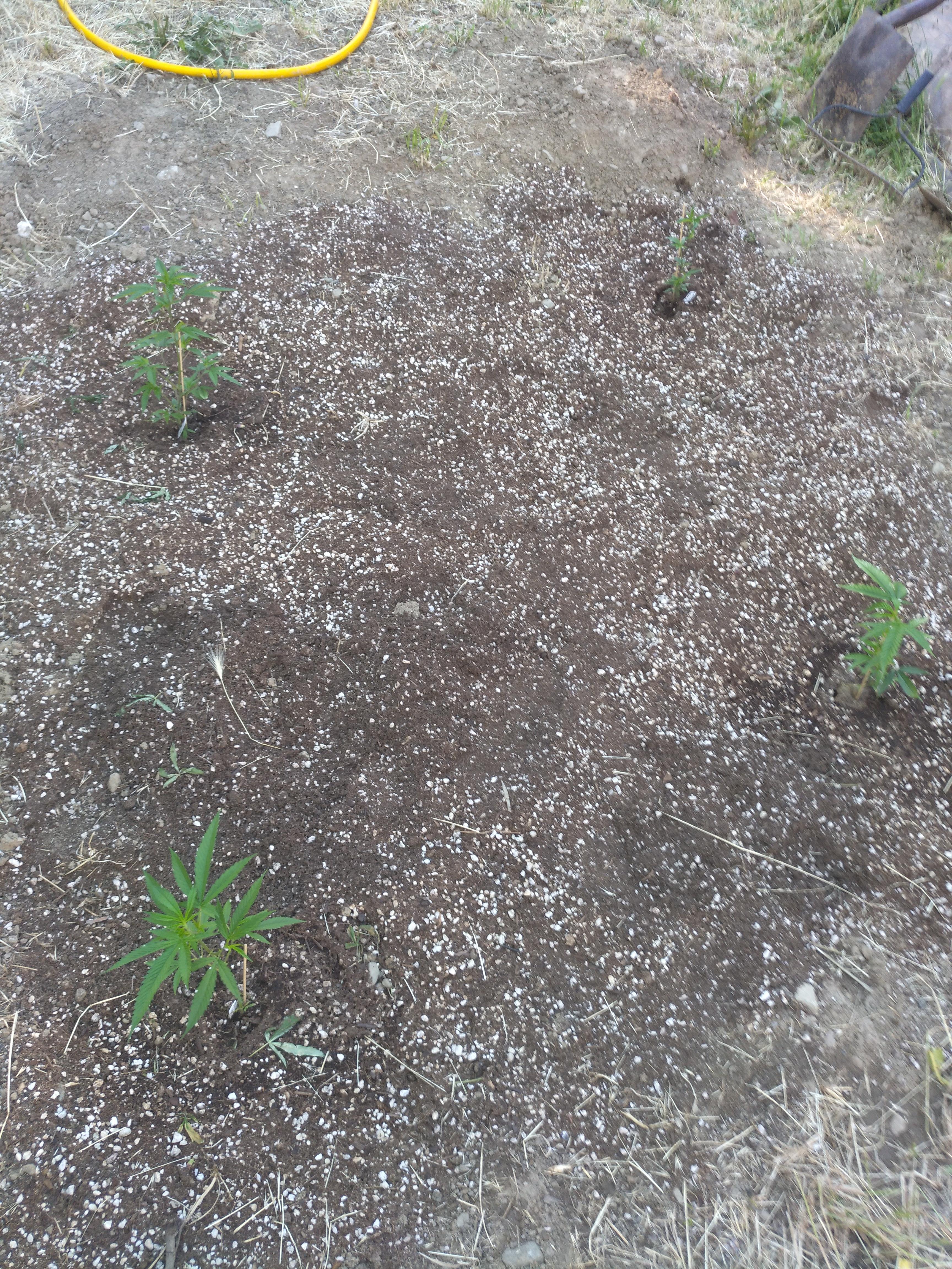 My 4 new females strawberry cough, strawberry banana, lemon kush x sour