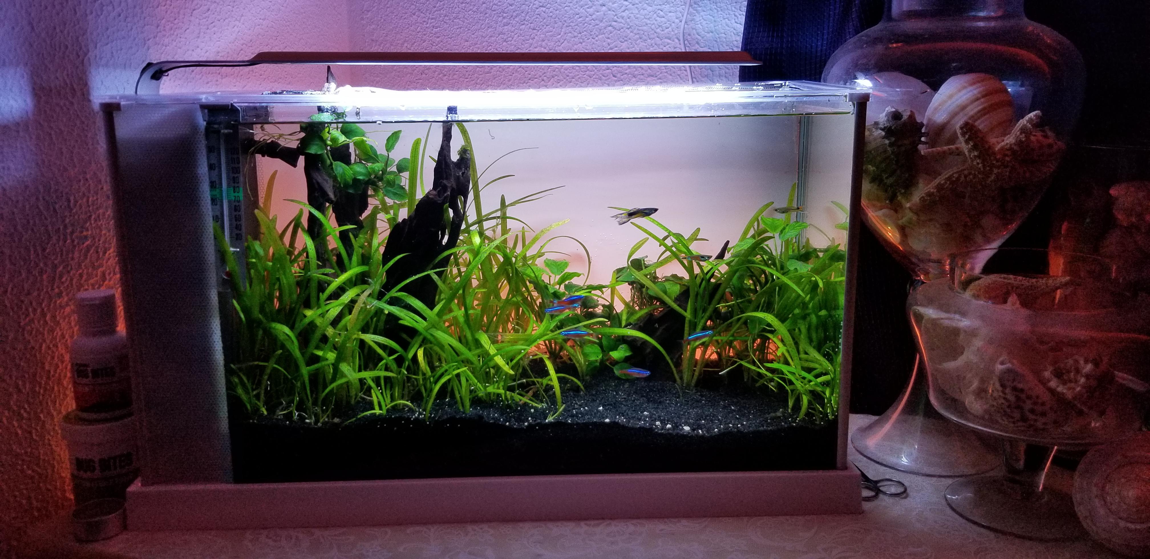 My Fluval Spec V PlantedTank