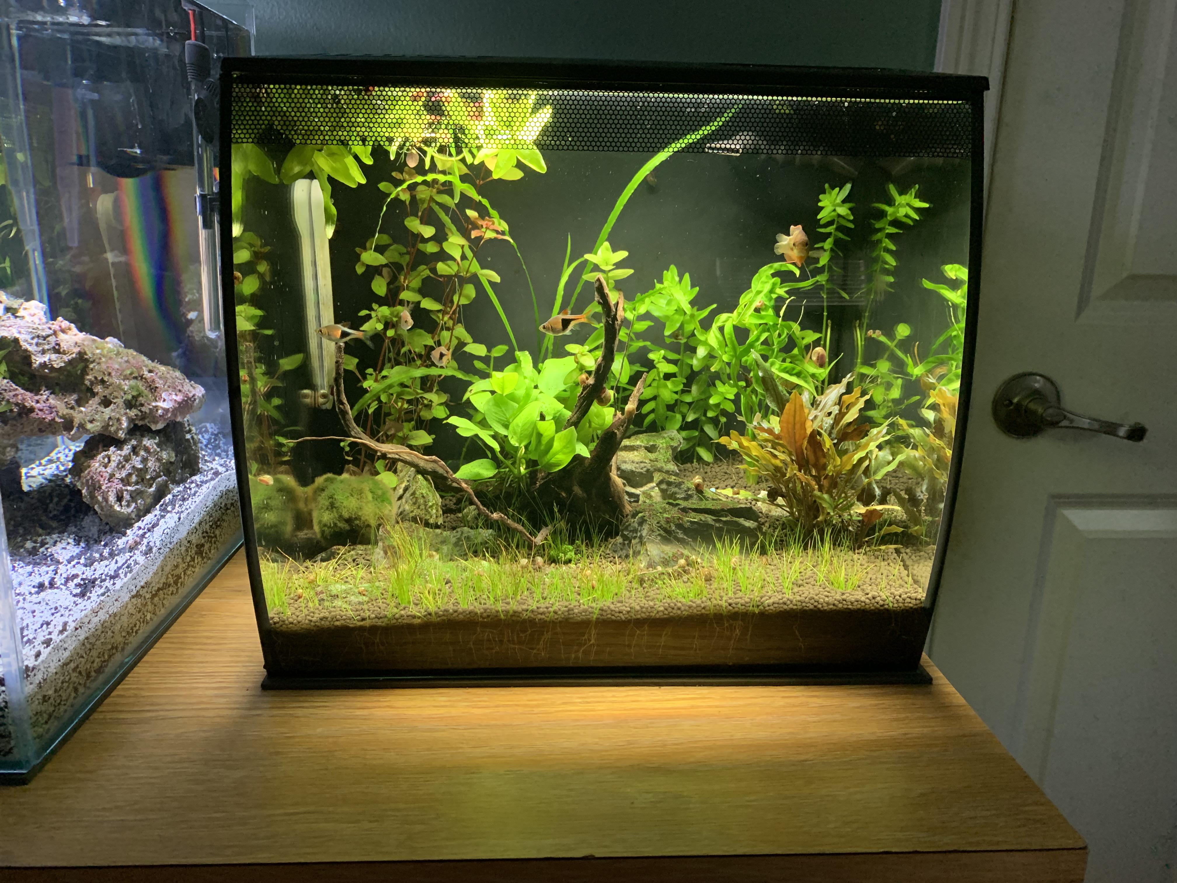 100 days ago I setup my first ever aquarium. Best hobby I’ve ever