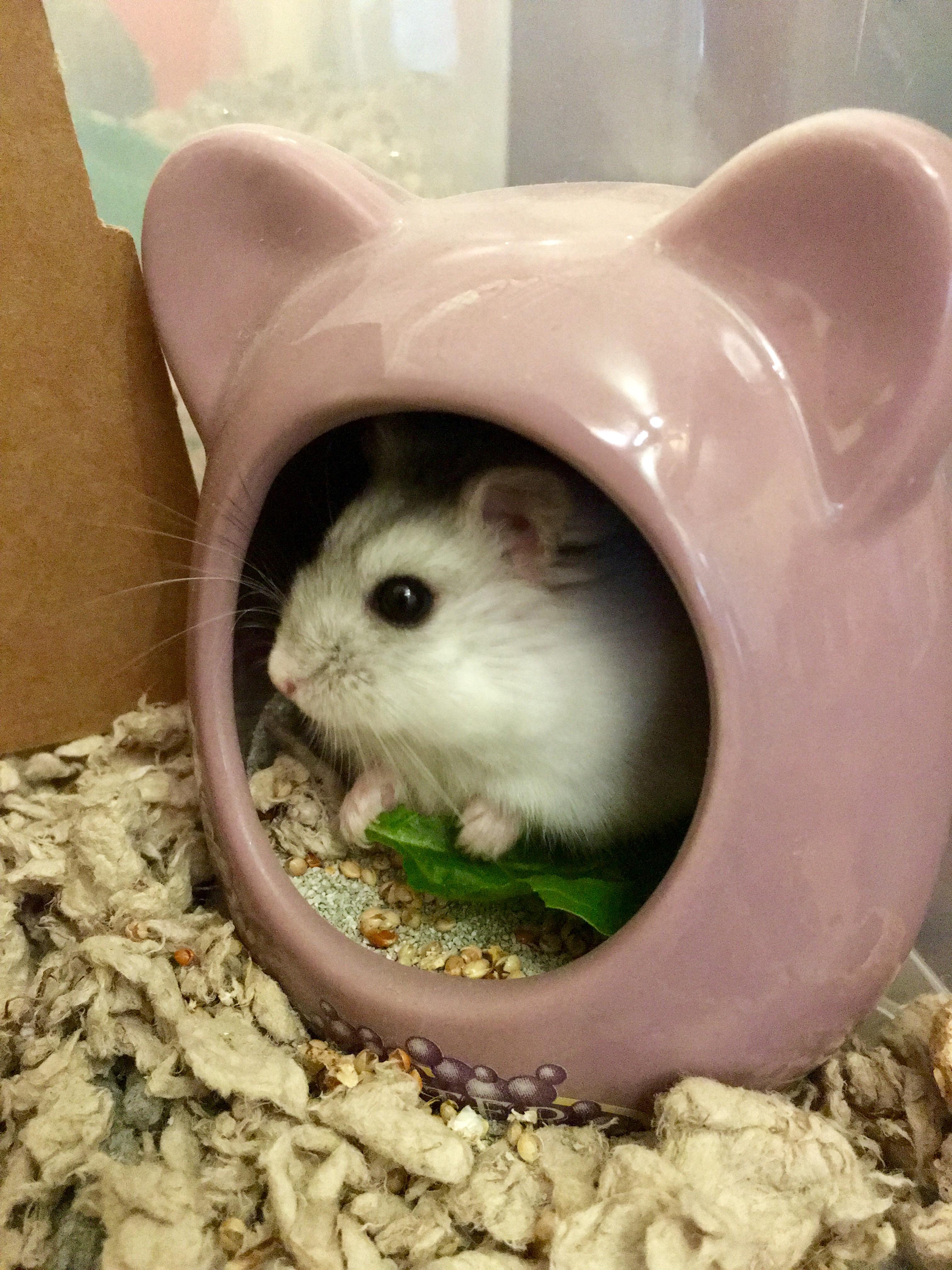 Sand bath doubles as food bowl r/hamsters