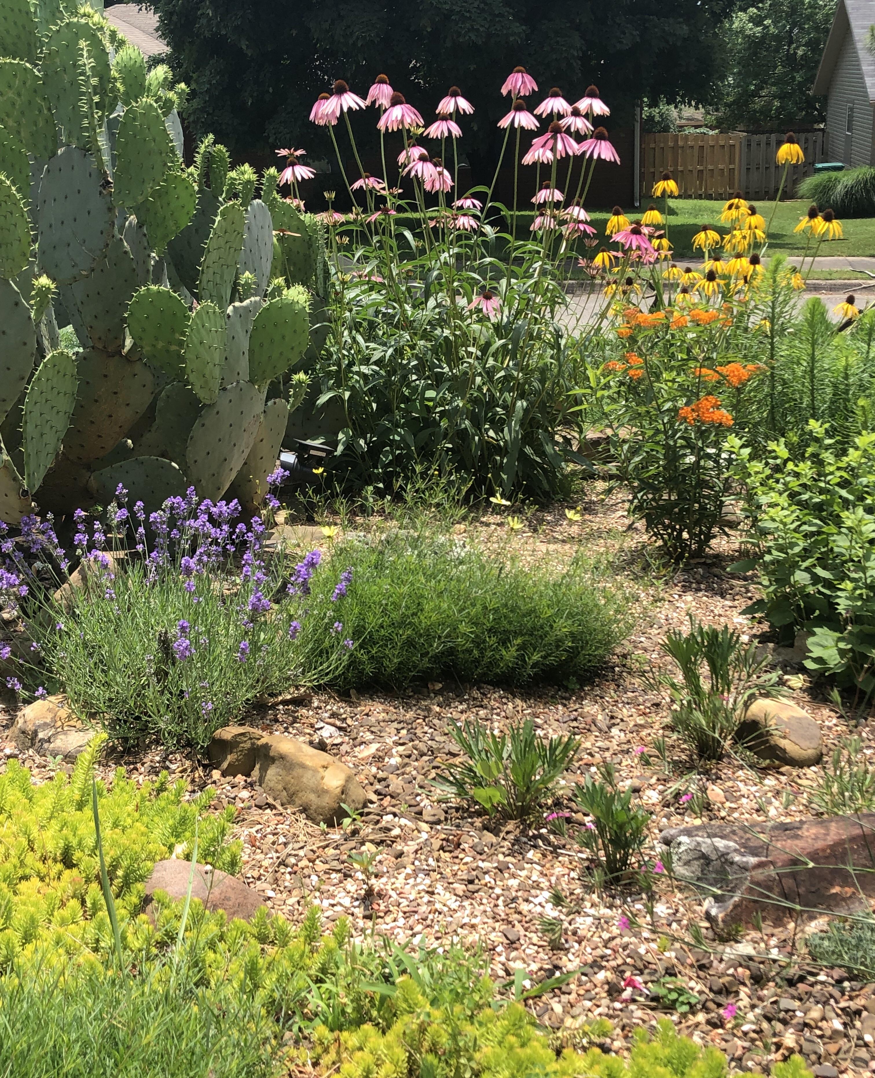 Rock garden near peaking. Will repost when the cactus blooms r