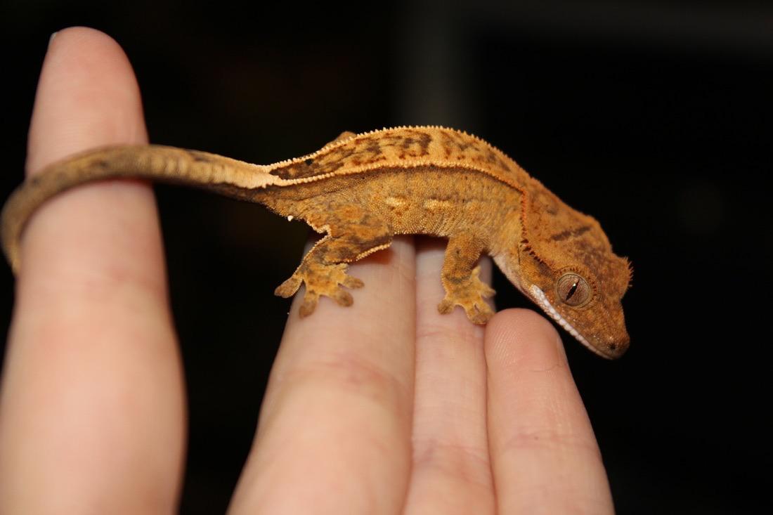 Crested geckos have eyelashes to keep debris out of their eyes. Their