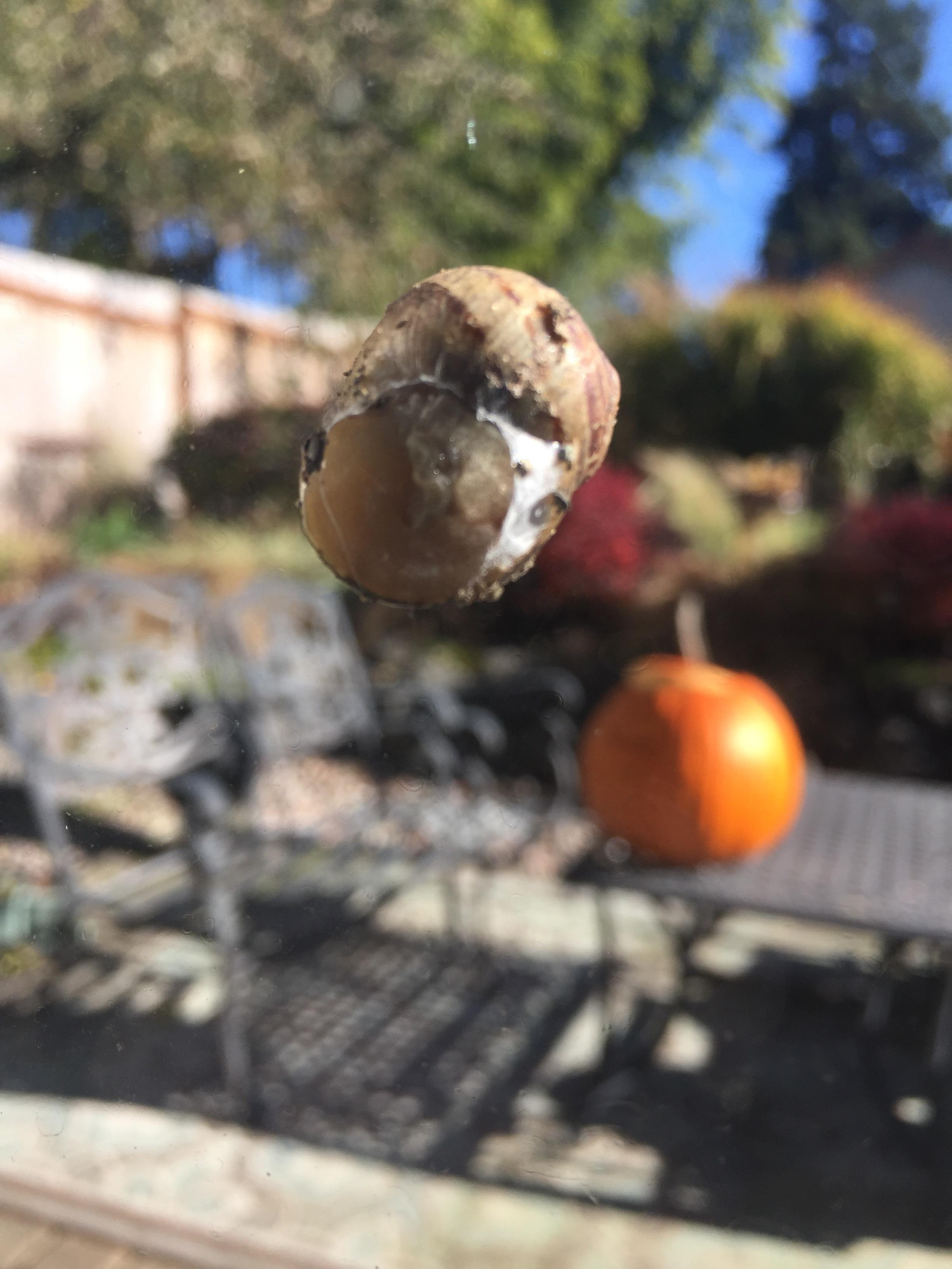 Underside of a snail, stuck to my sliding glass door r/mildlyinteresting