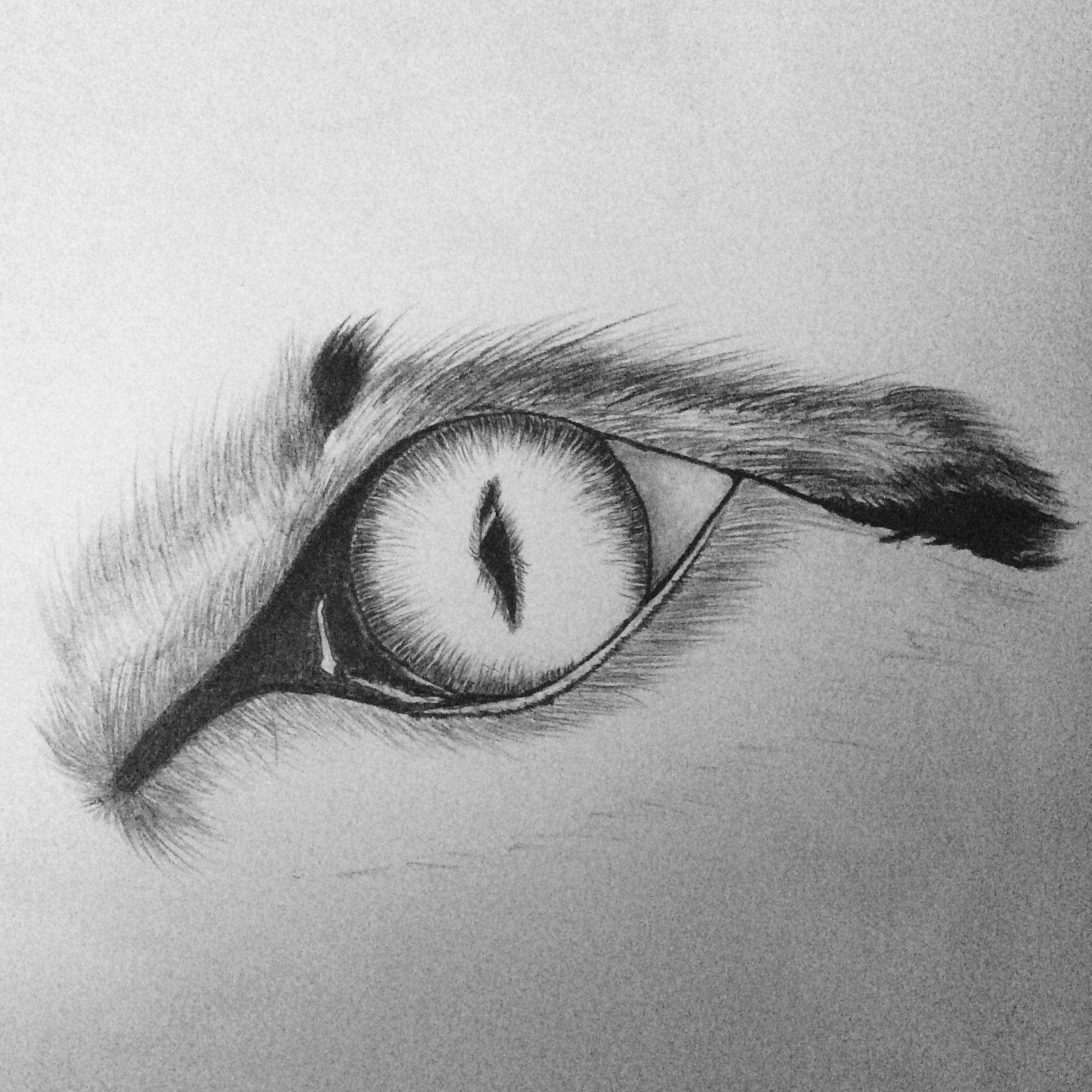 Wolf eye r/drawing