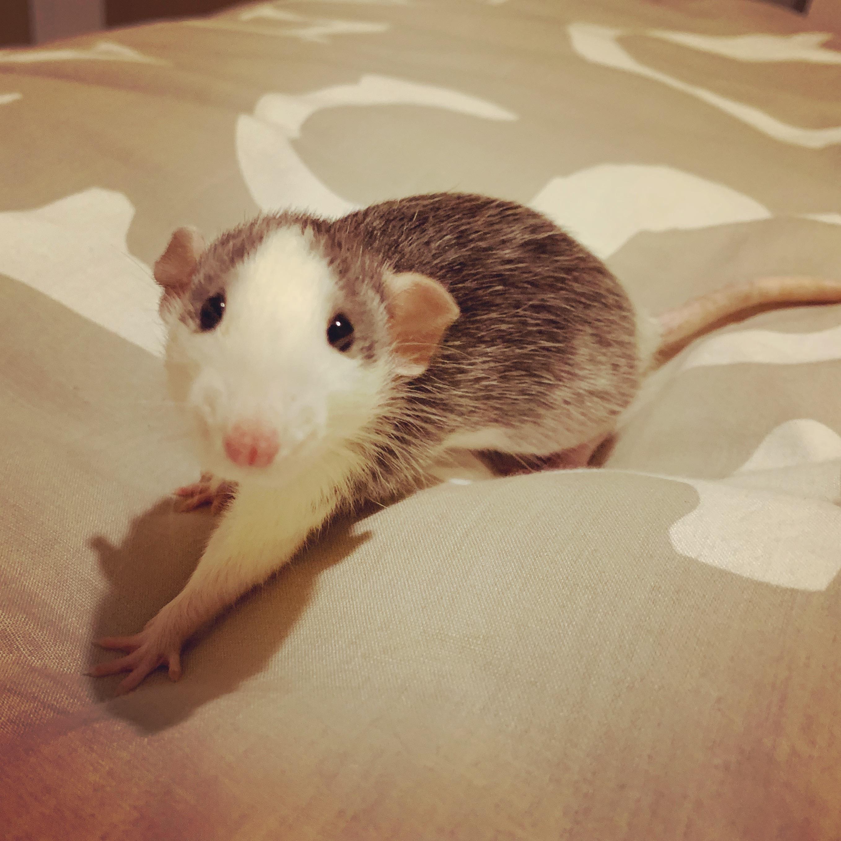 Honey is a goddess 💓 r/RATS
