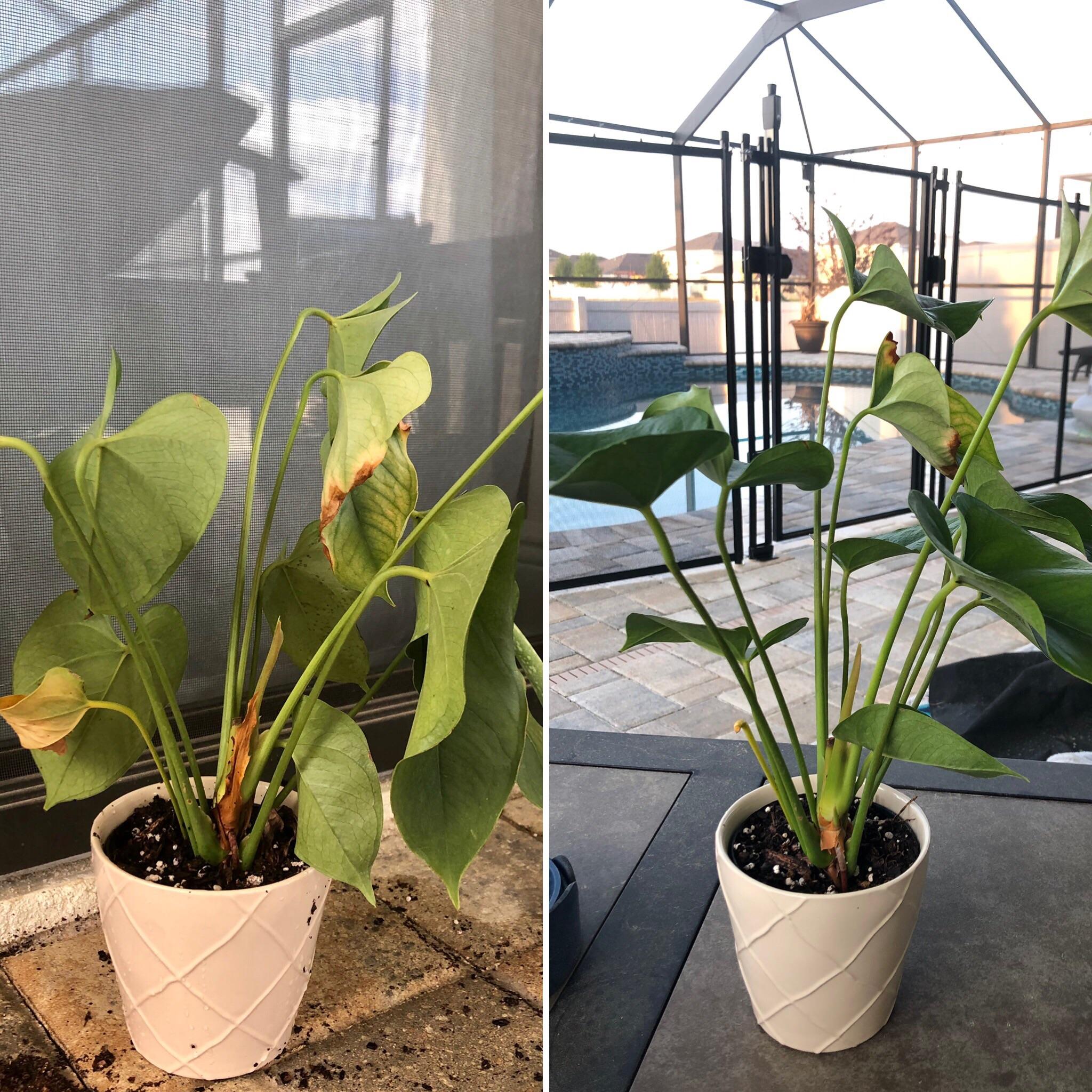 My Lowe’s clearance rescue anthurium, before and 24 hours after. Seeing