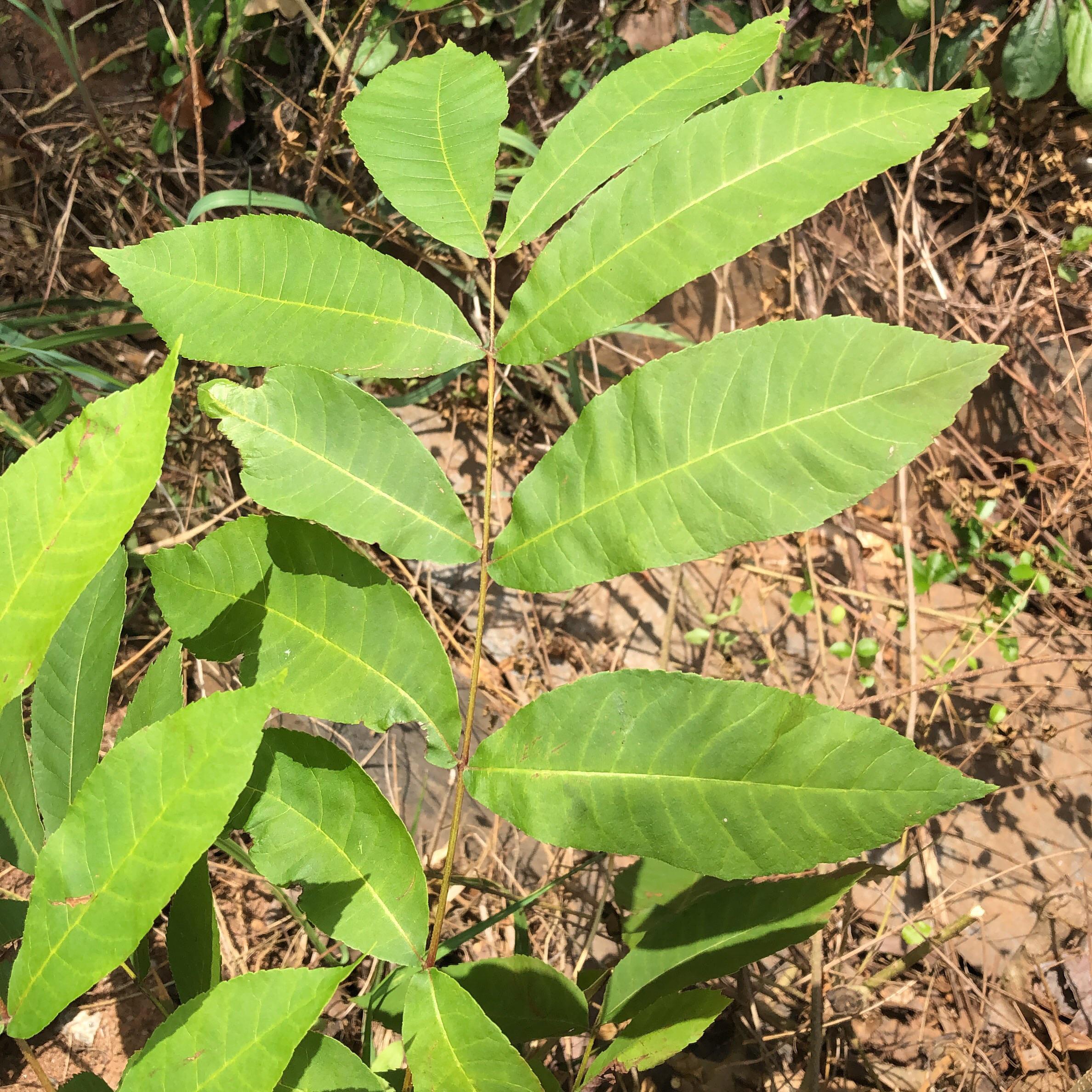 Is this poison sumac or another variety? Zone 8a r/whatsthisplant