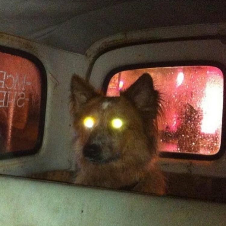 Since the Reddit is for dogs, here’s a cursed image dog! r/aww