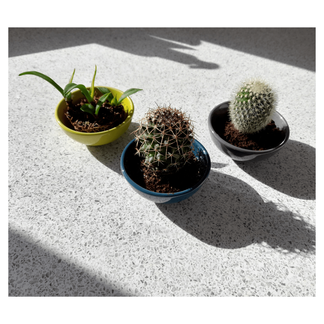 My *VERY* Small Plant Collection 🪴 r/houseplants