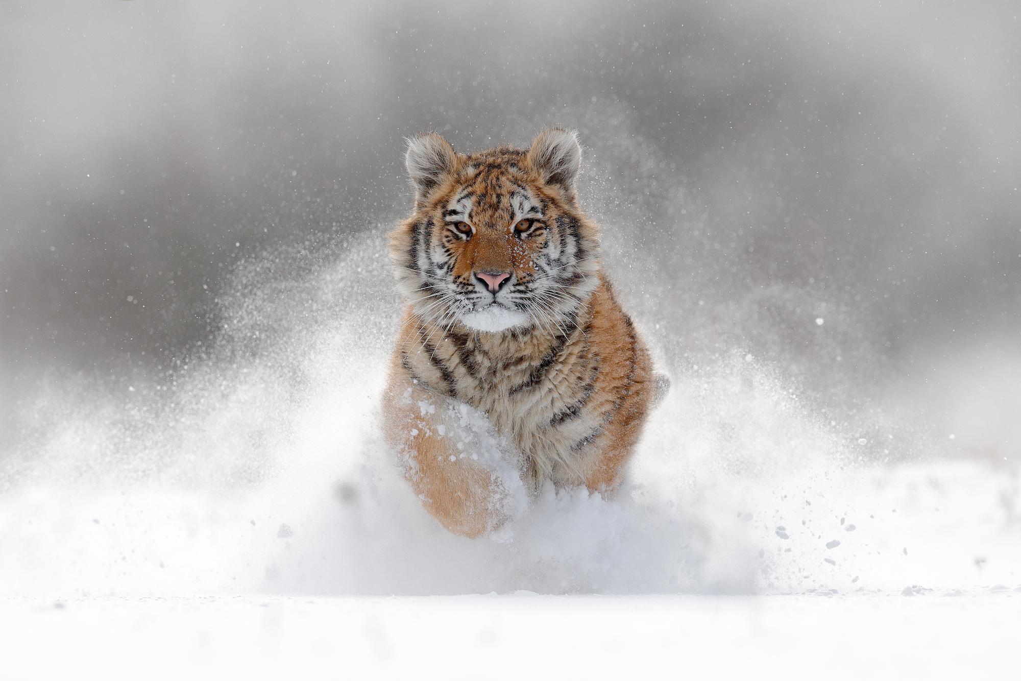 One huge Siberian Tiger in the snow. One of the most magnificent
