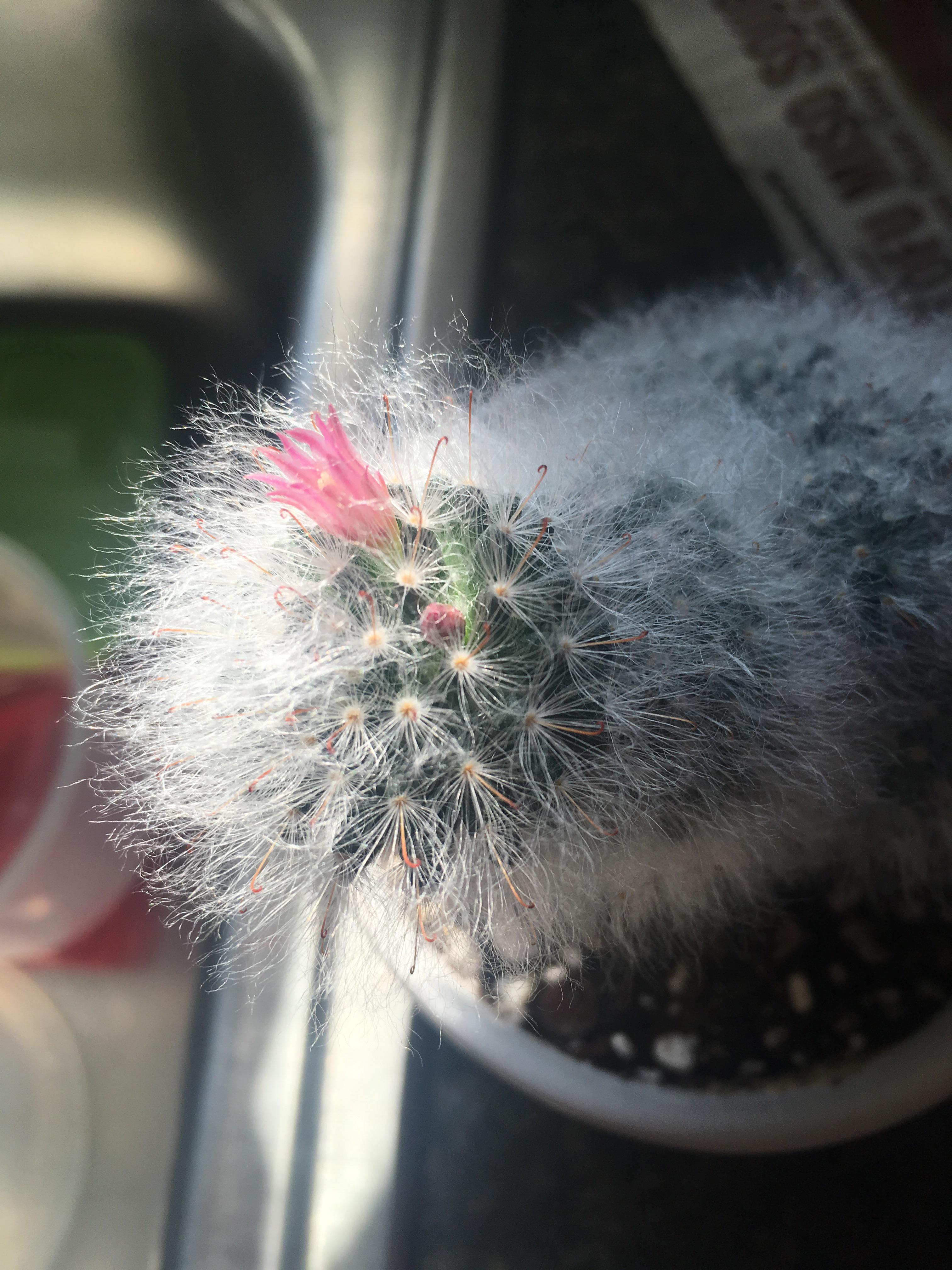 My little Walmart cactus has bloomed after a year together! r/succulents