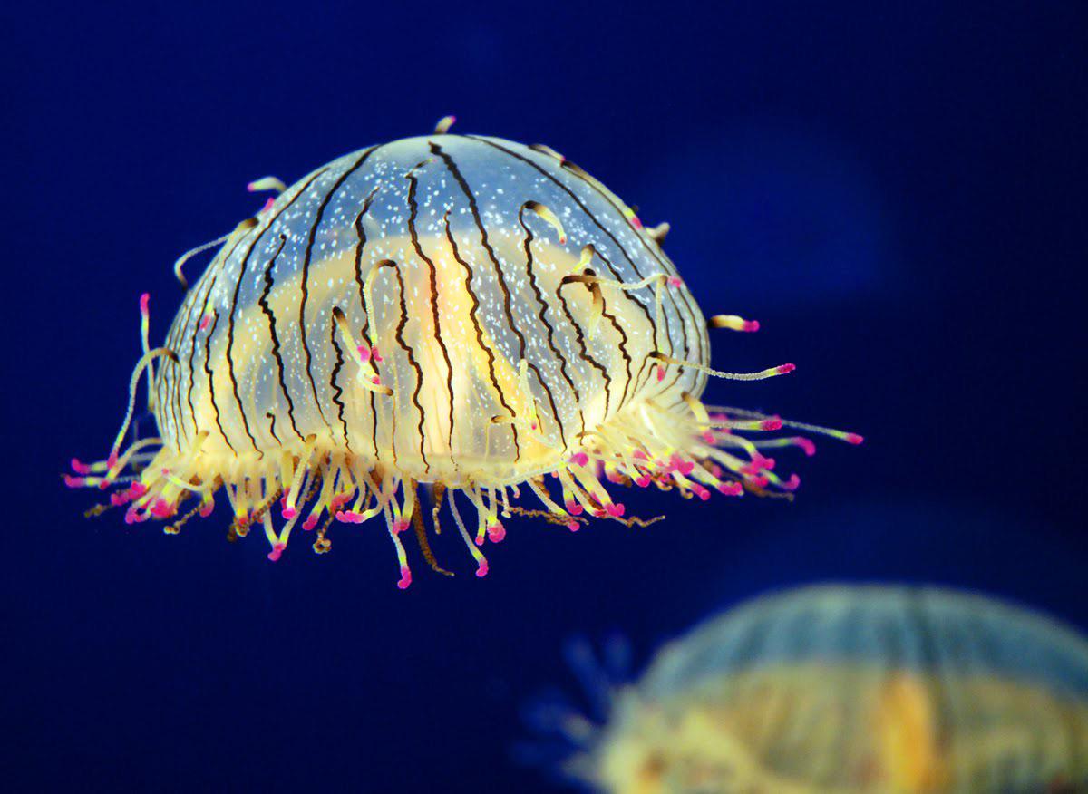 Shower cap jelly. jellyfish