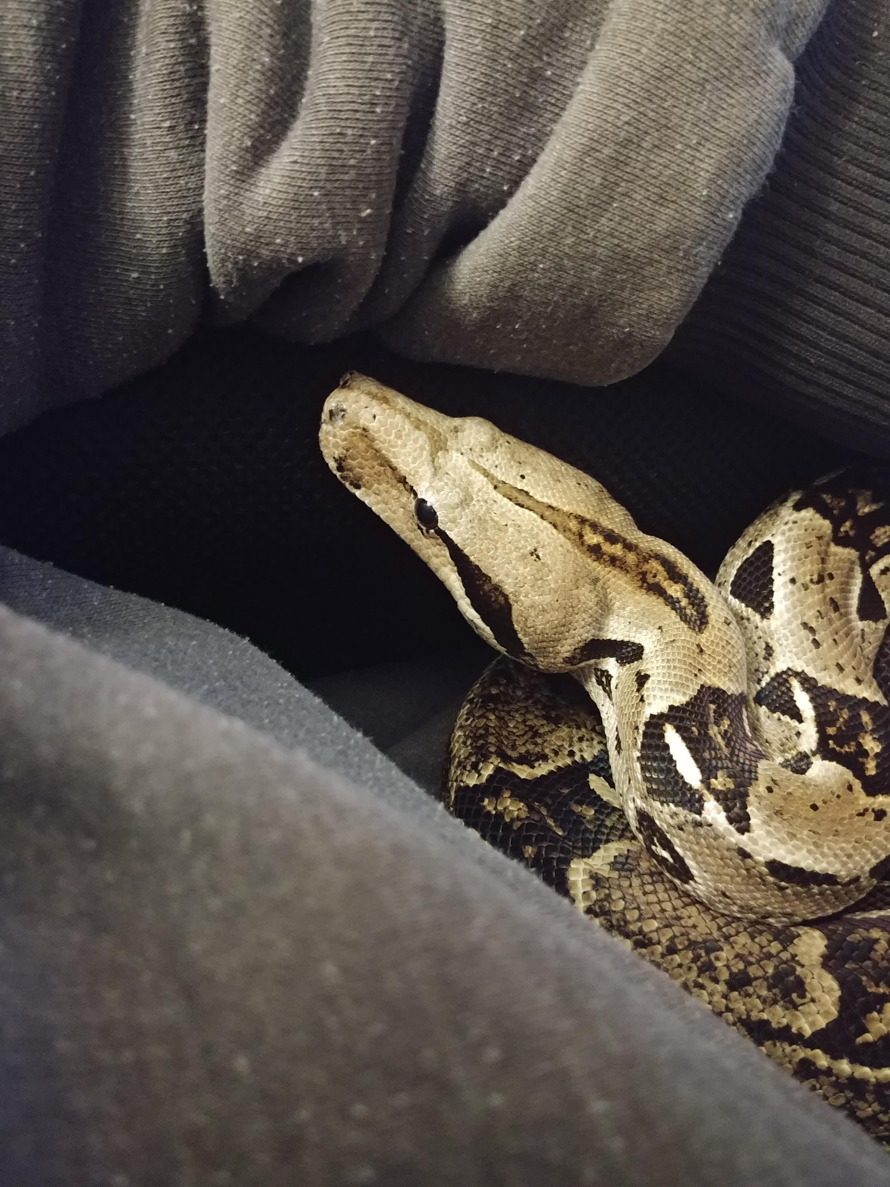 I good boy i comfort human she had a rough day r/snakes