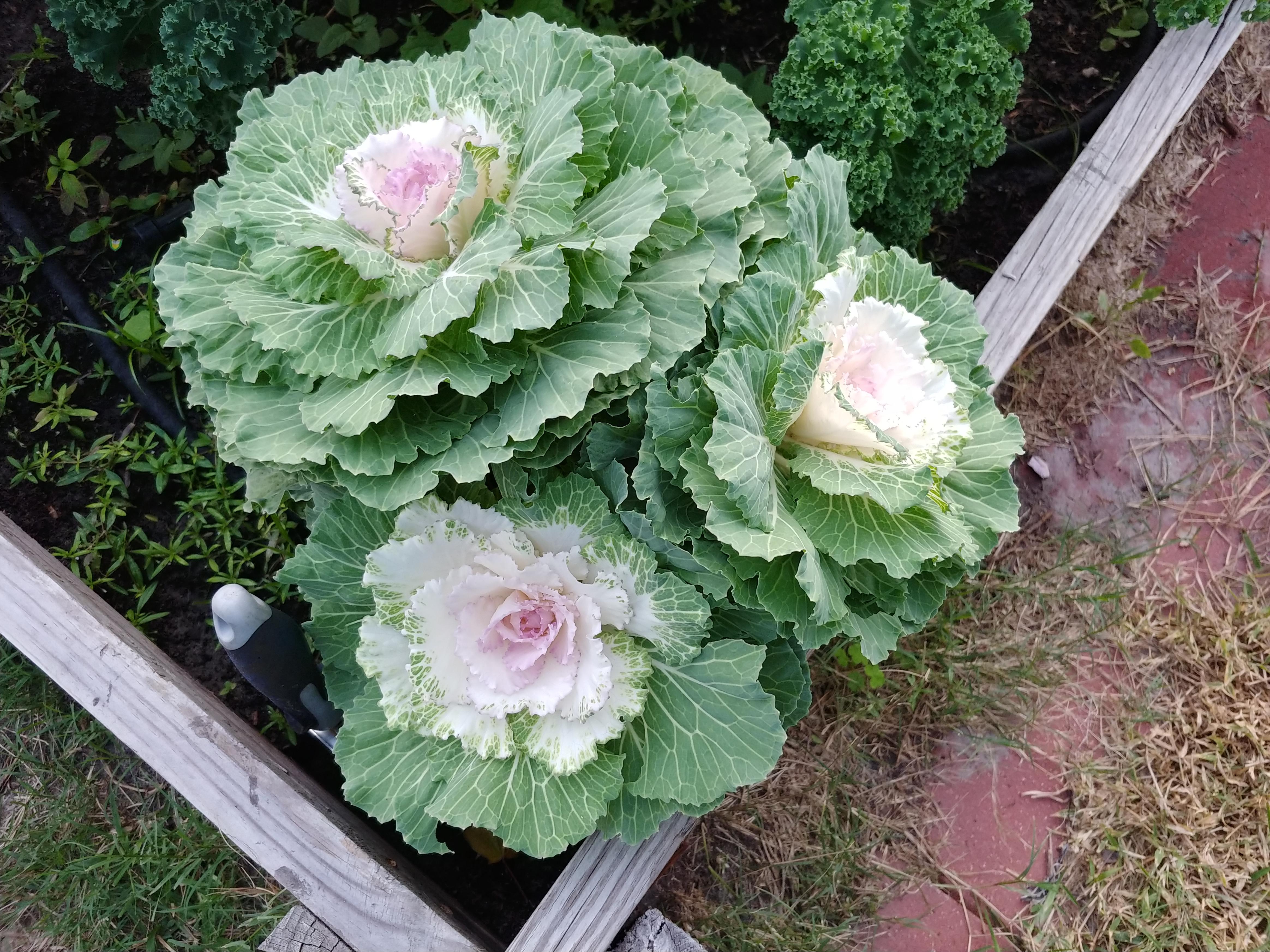Is this kale edible or purely decorative? r/gardening