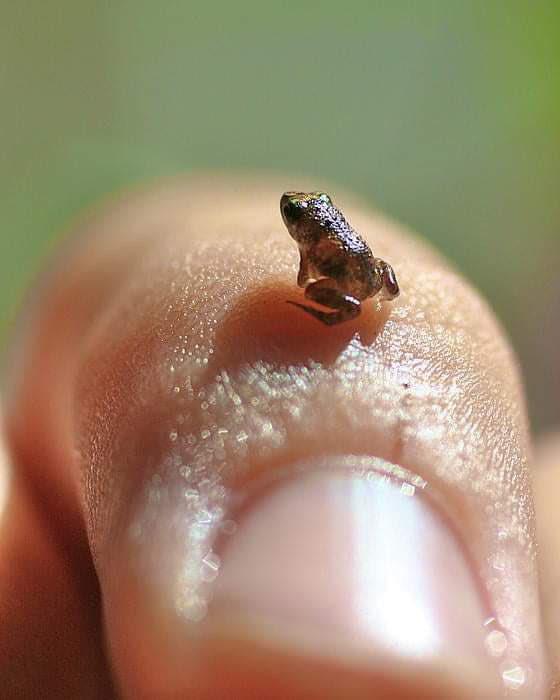 paedophryne amauensis, the worlds smallest frog r/Eyebleach