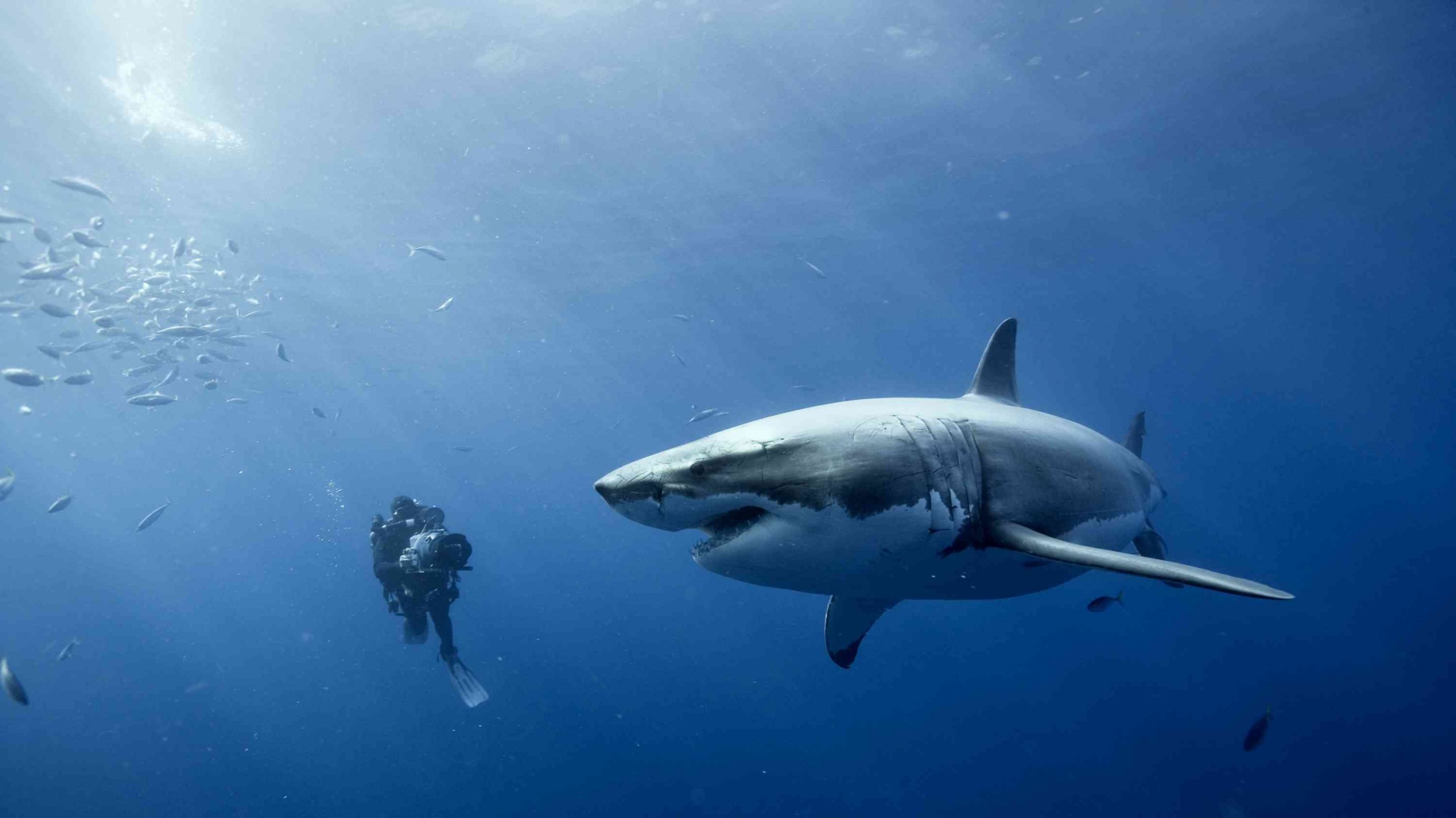 Great White sharks can grow to be quite large. r/TheDepthsBelow