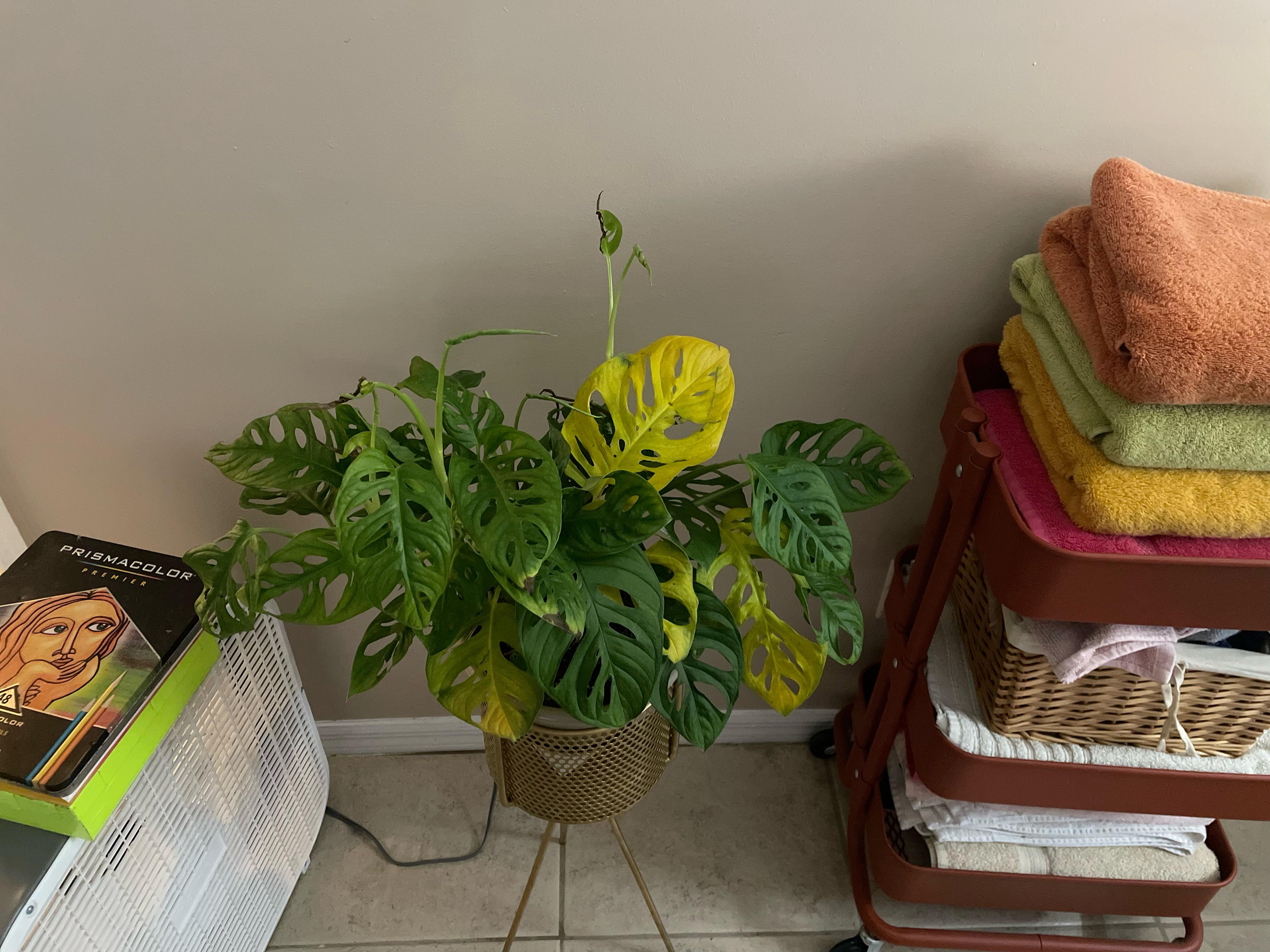 My poor Swiss cheese plant r/plantclinic