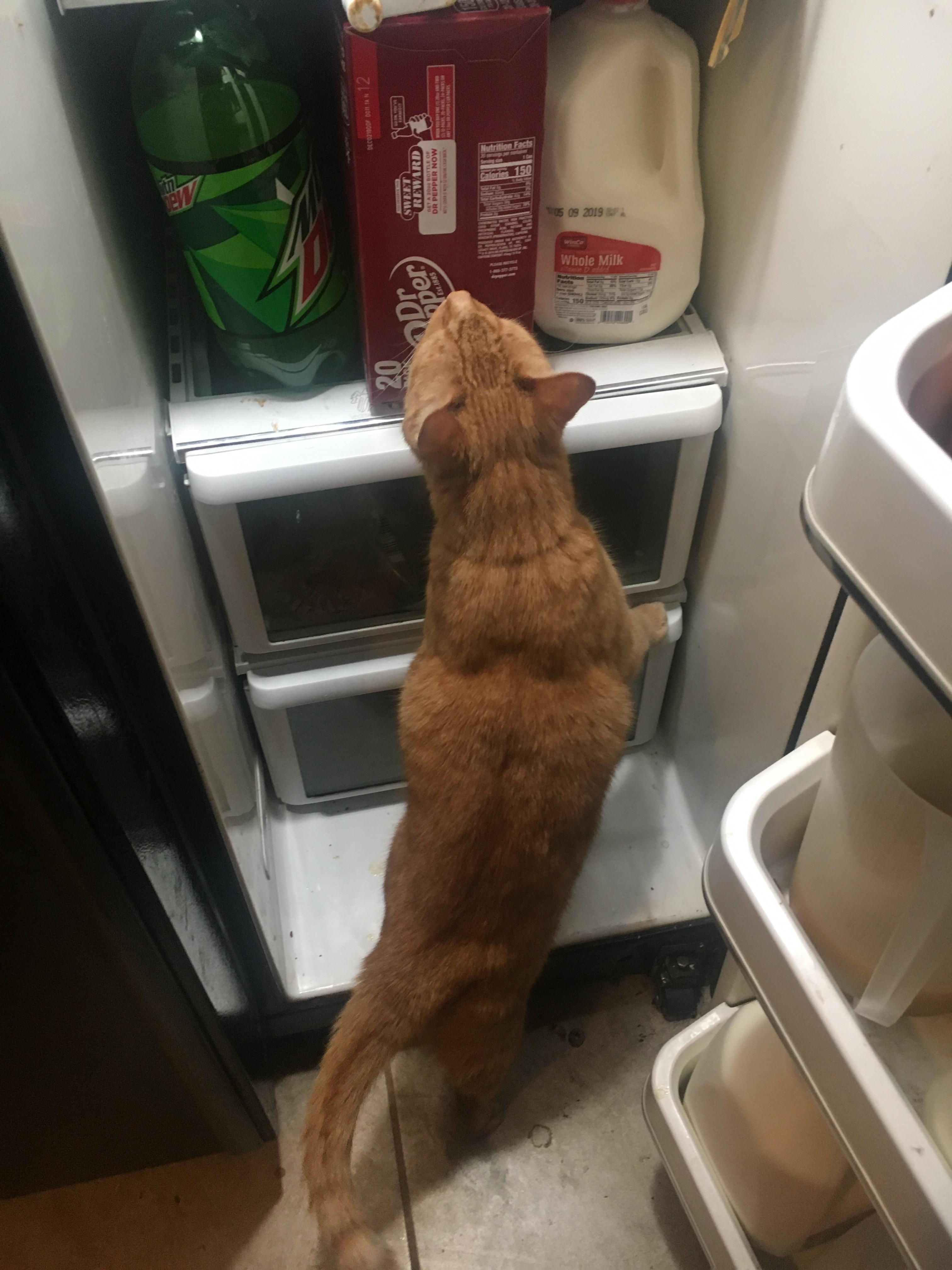 Every time there’s chicken in the fridge.... aww