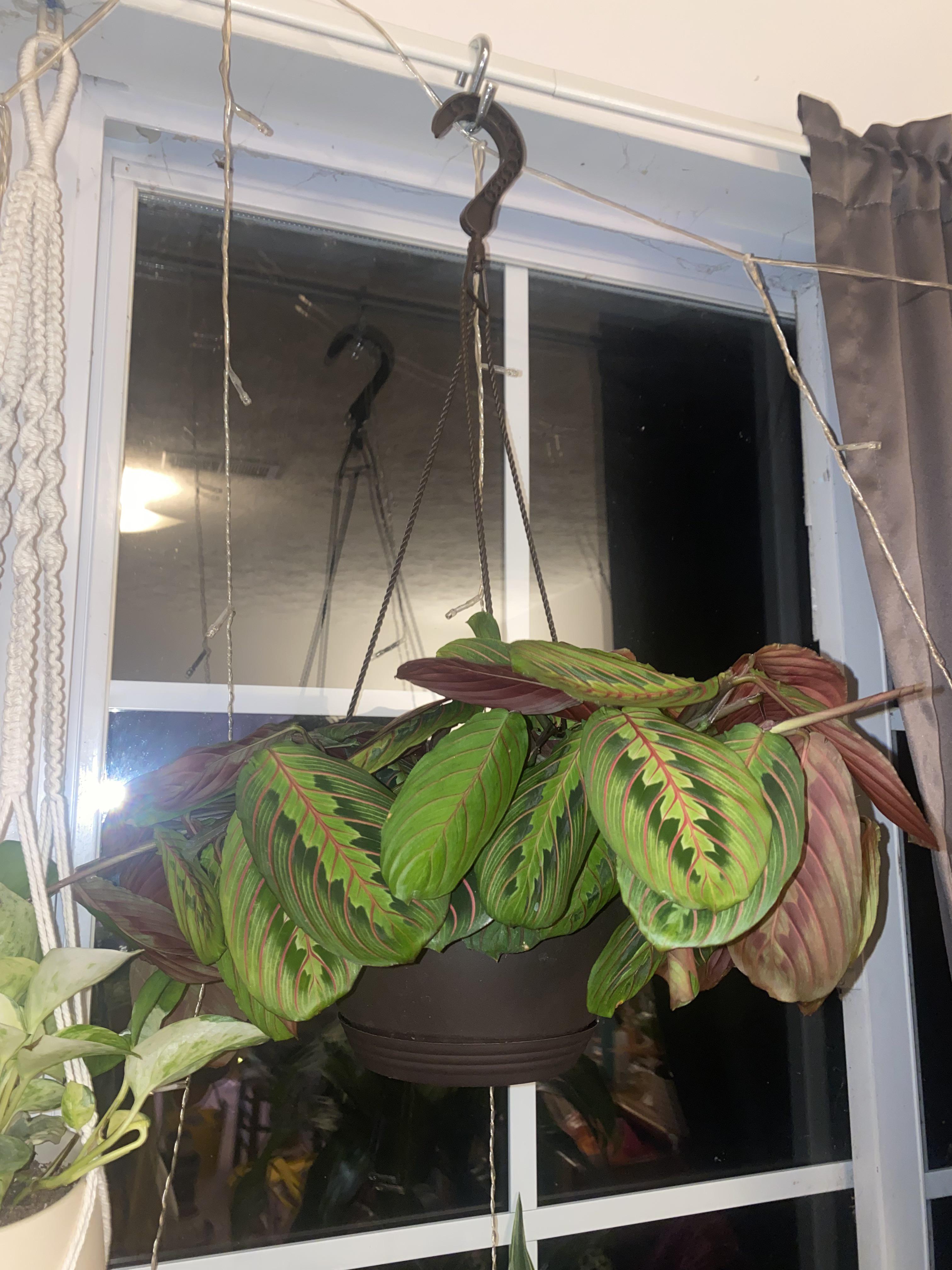 Prayer plant not praying. When I first got it it did the normal thing