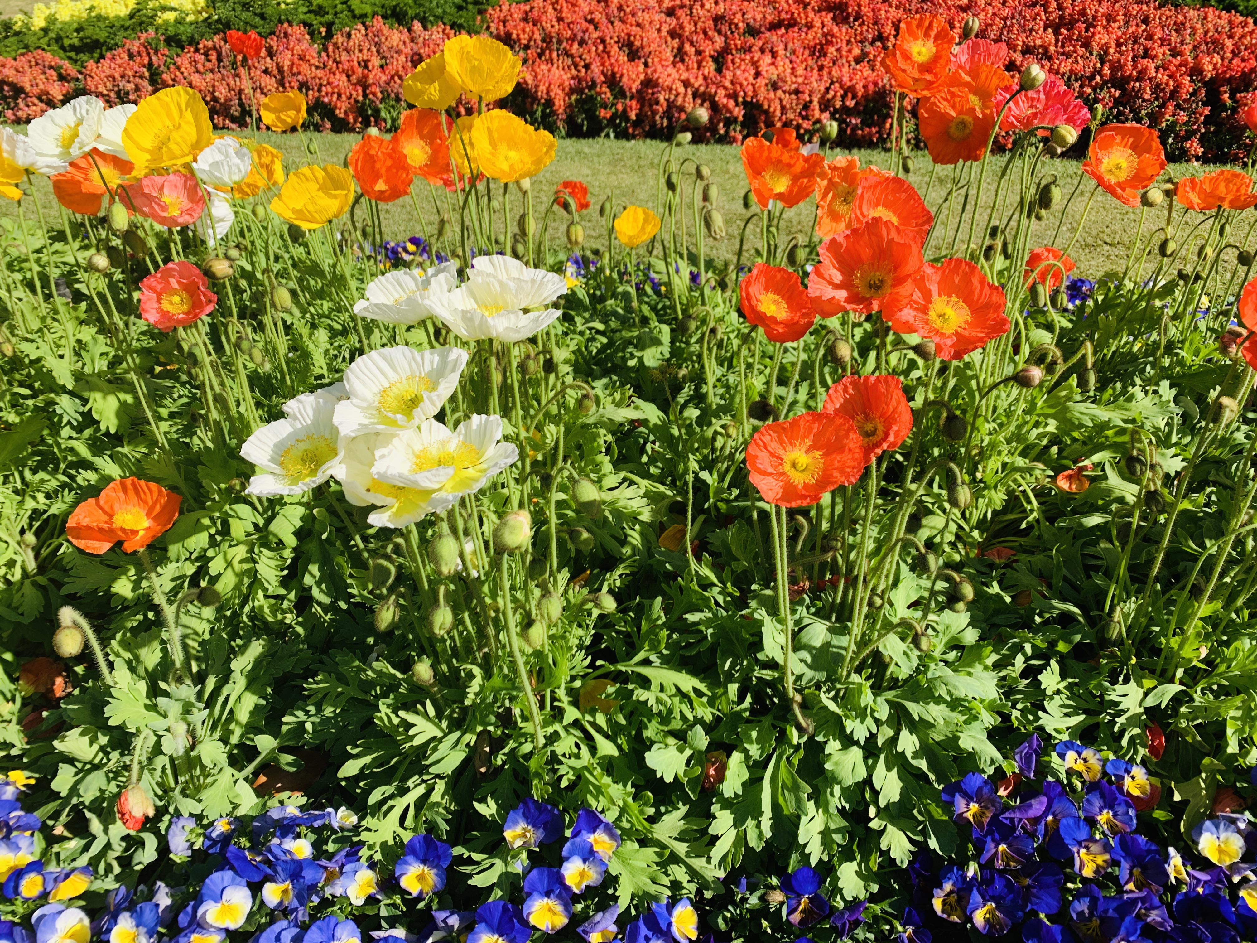 Beautiful Poppies at the Toowoomba Flower Festival ) r/australia