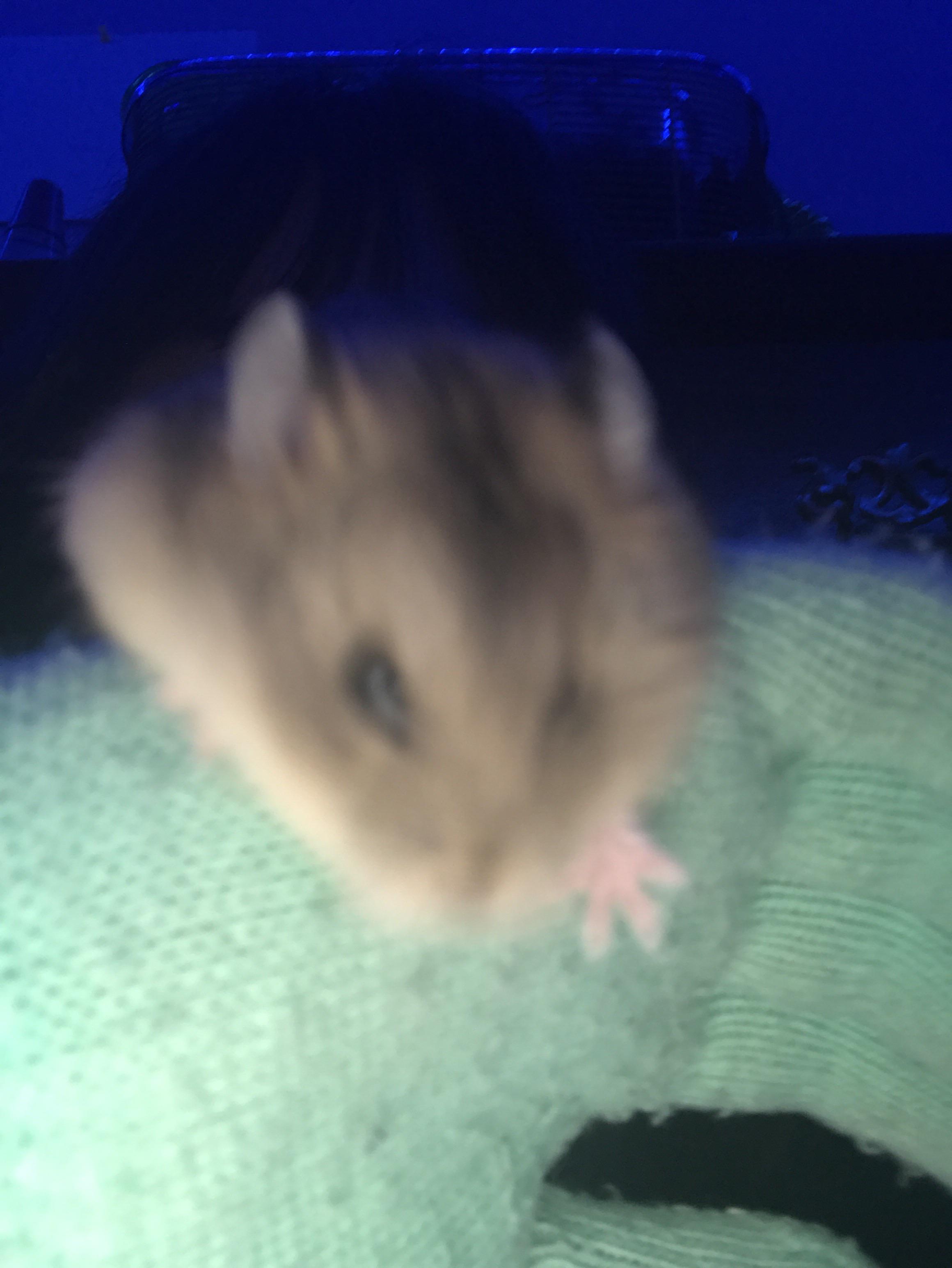 why does my hamster bite me? ive had mio for about 2 weeks or so and